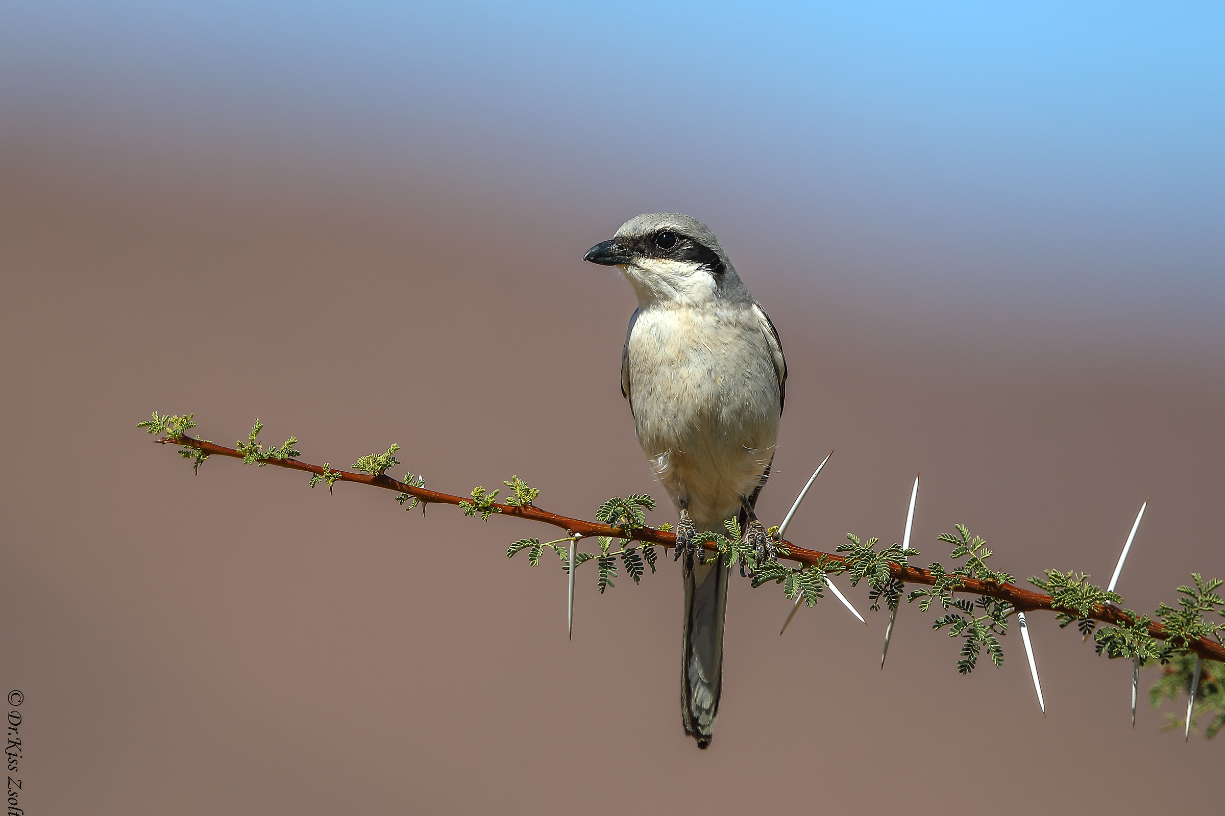 Southern Grey Shrike