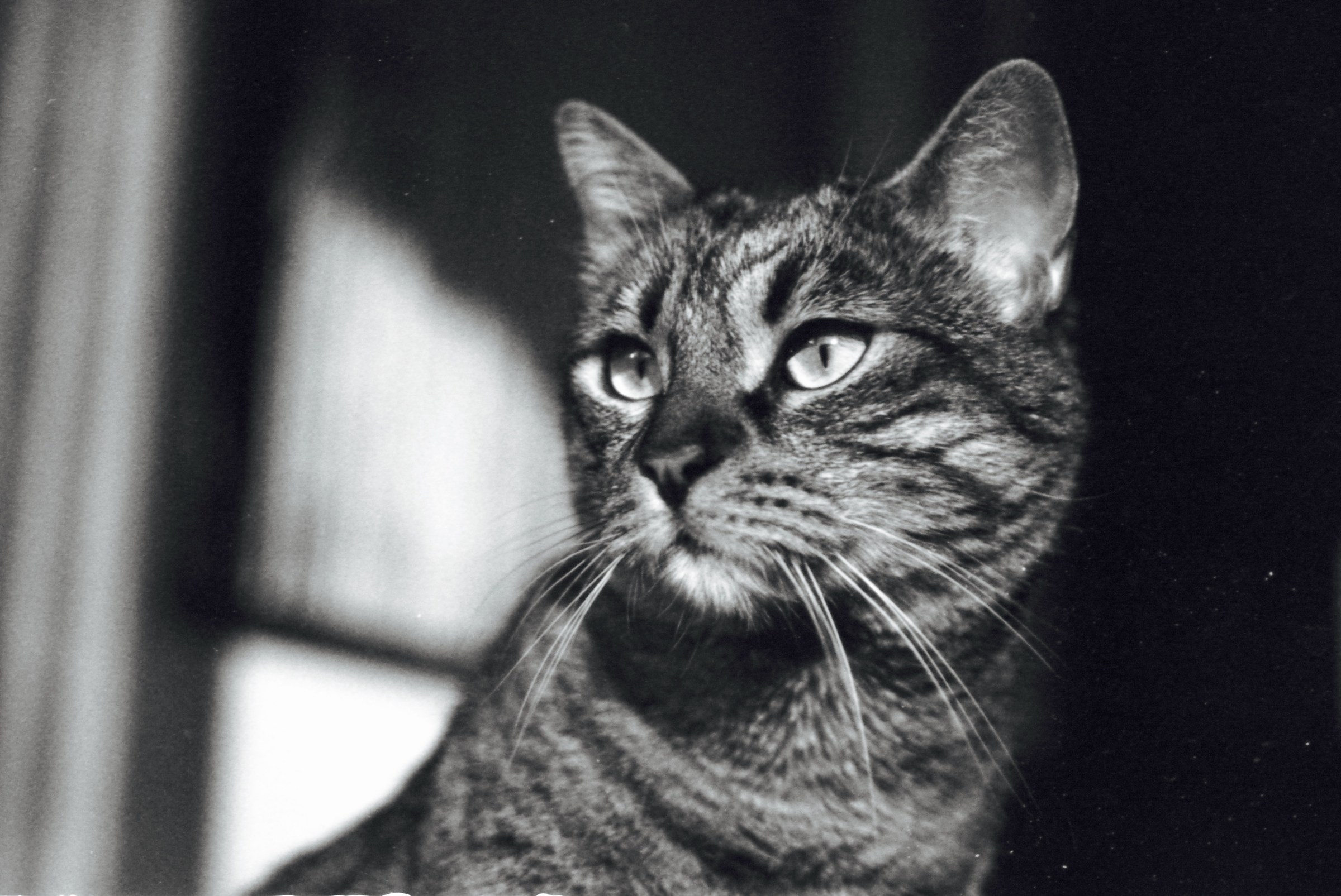 Olympus om-2n, zuiko 50mm 1.4, panF