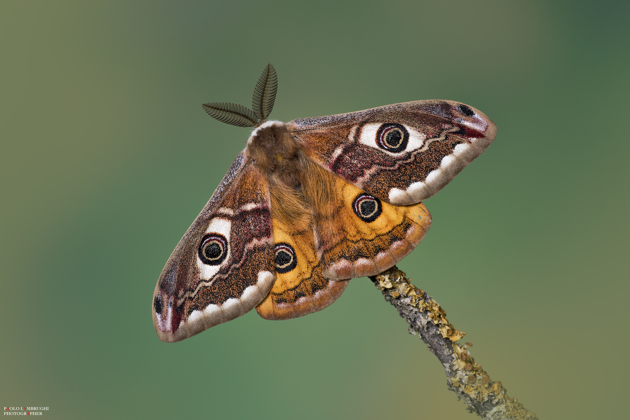 Saturnia pavoniella (male)