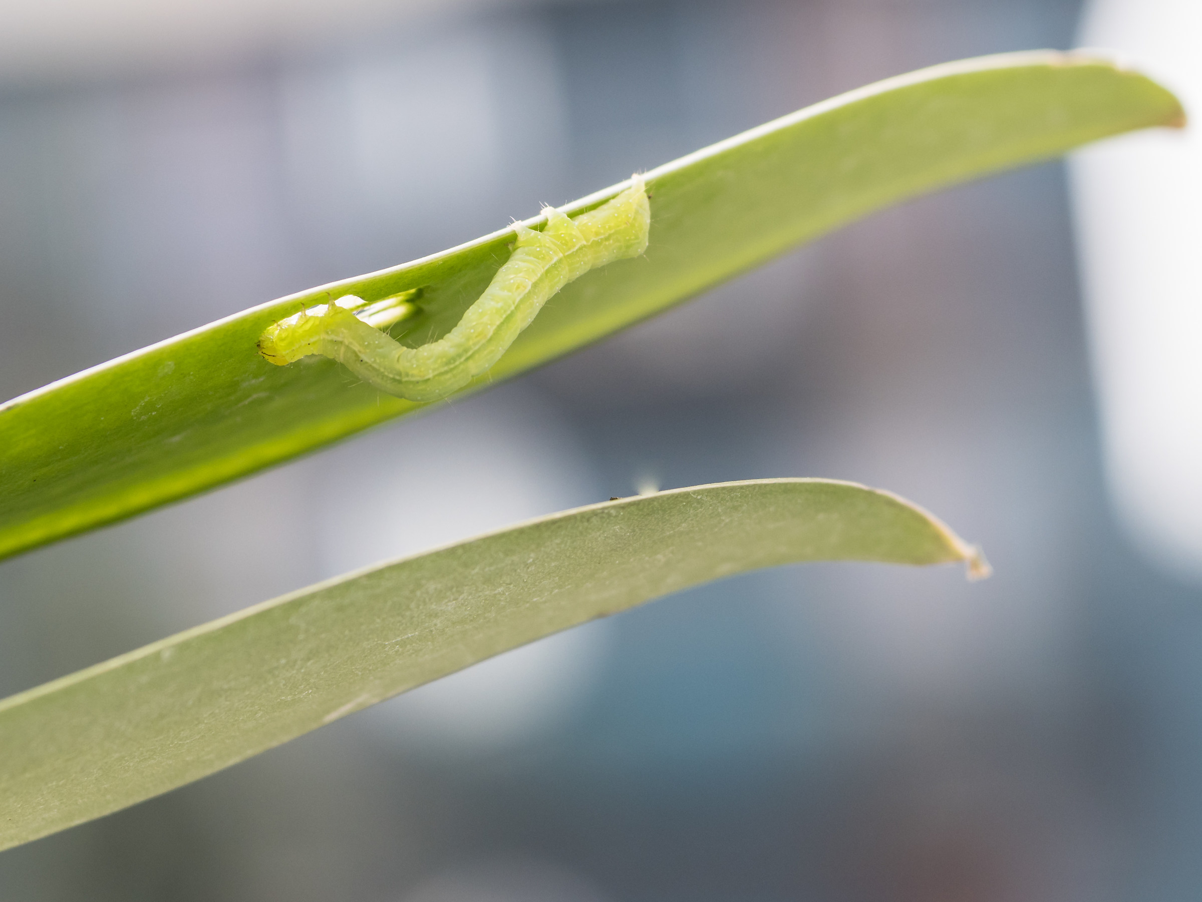 Will it become a butterfly?