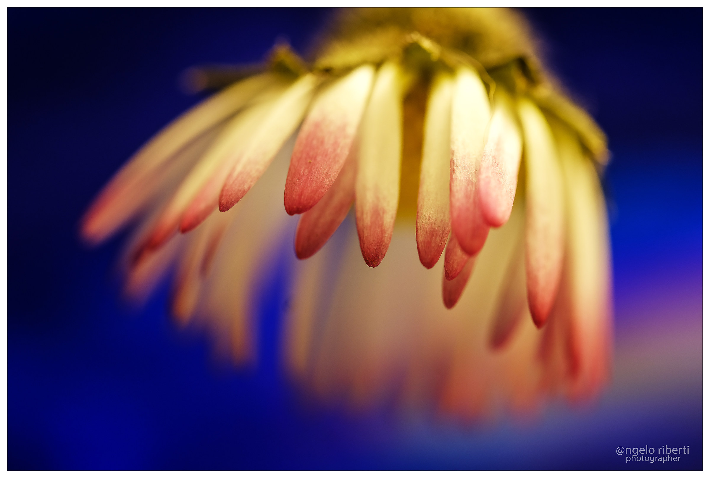 daisies ... in my own way