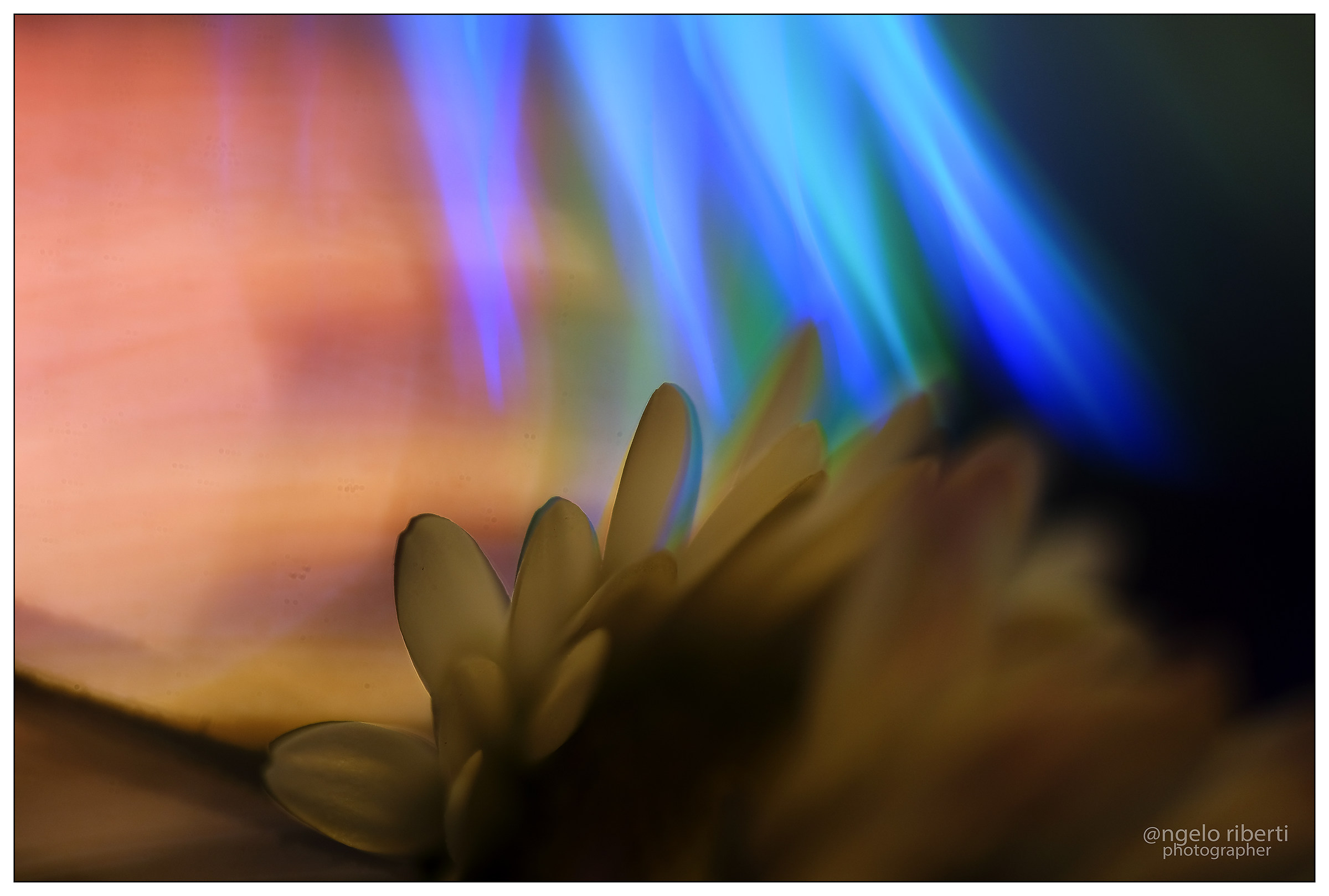 margherite ... a modo mio