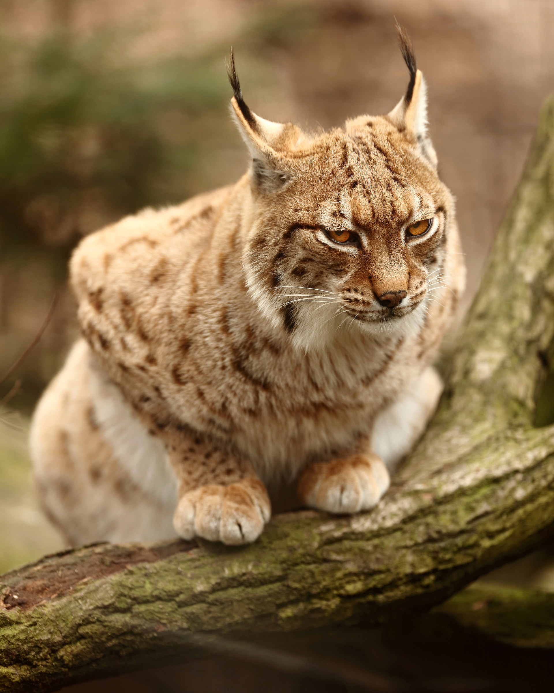 Eurasian lynx