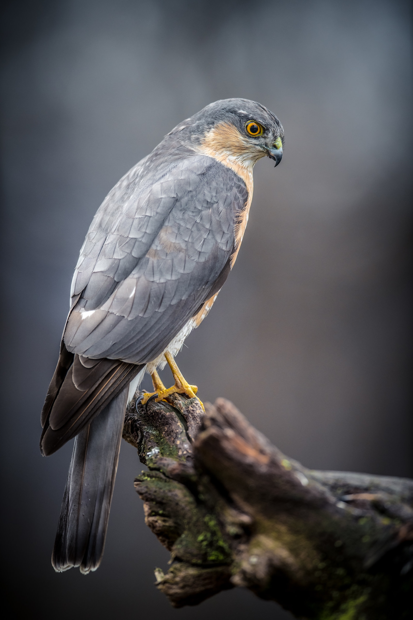 E venne un giorno che disse addio...