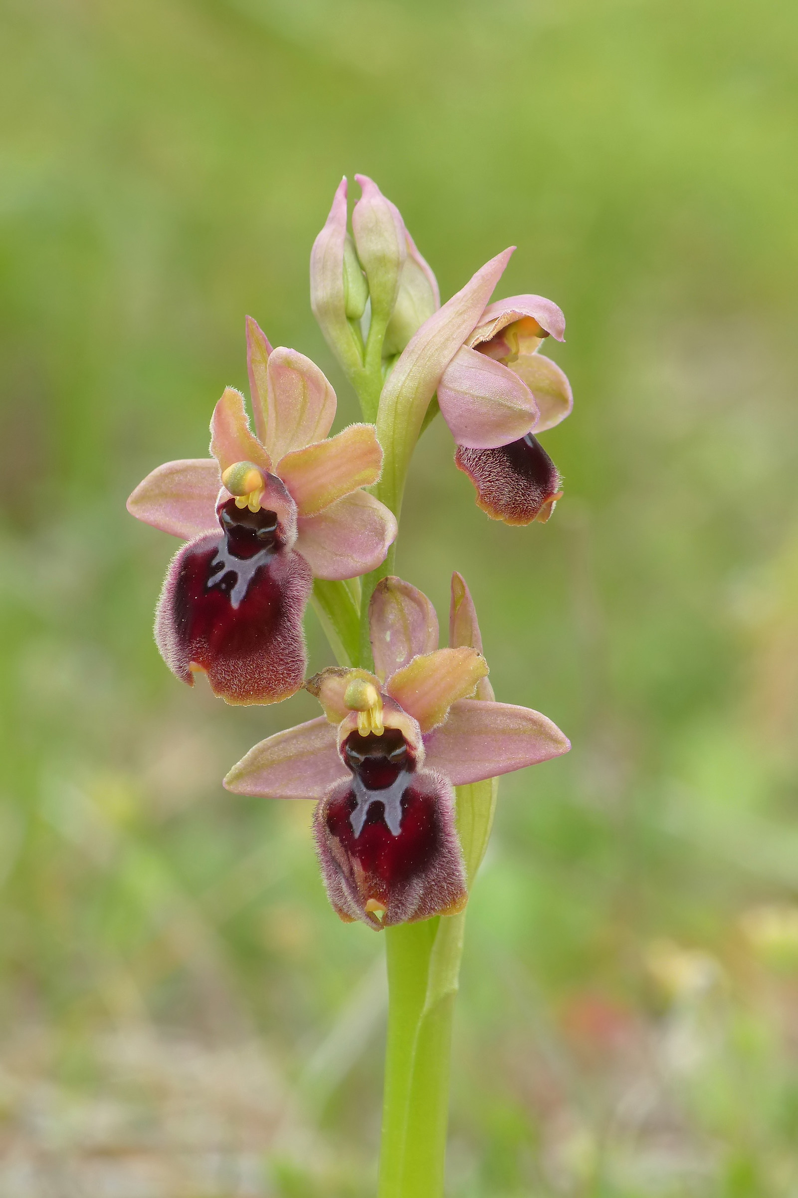 Ophrys garganica x Ophrys tenthredinifera