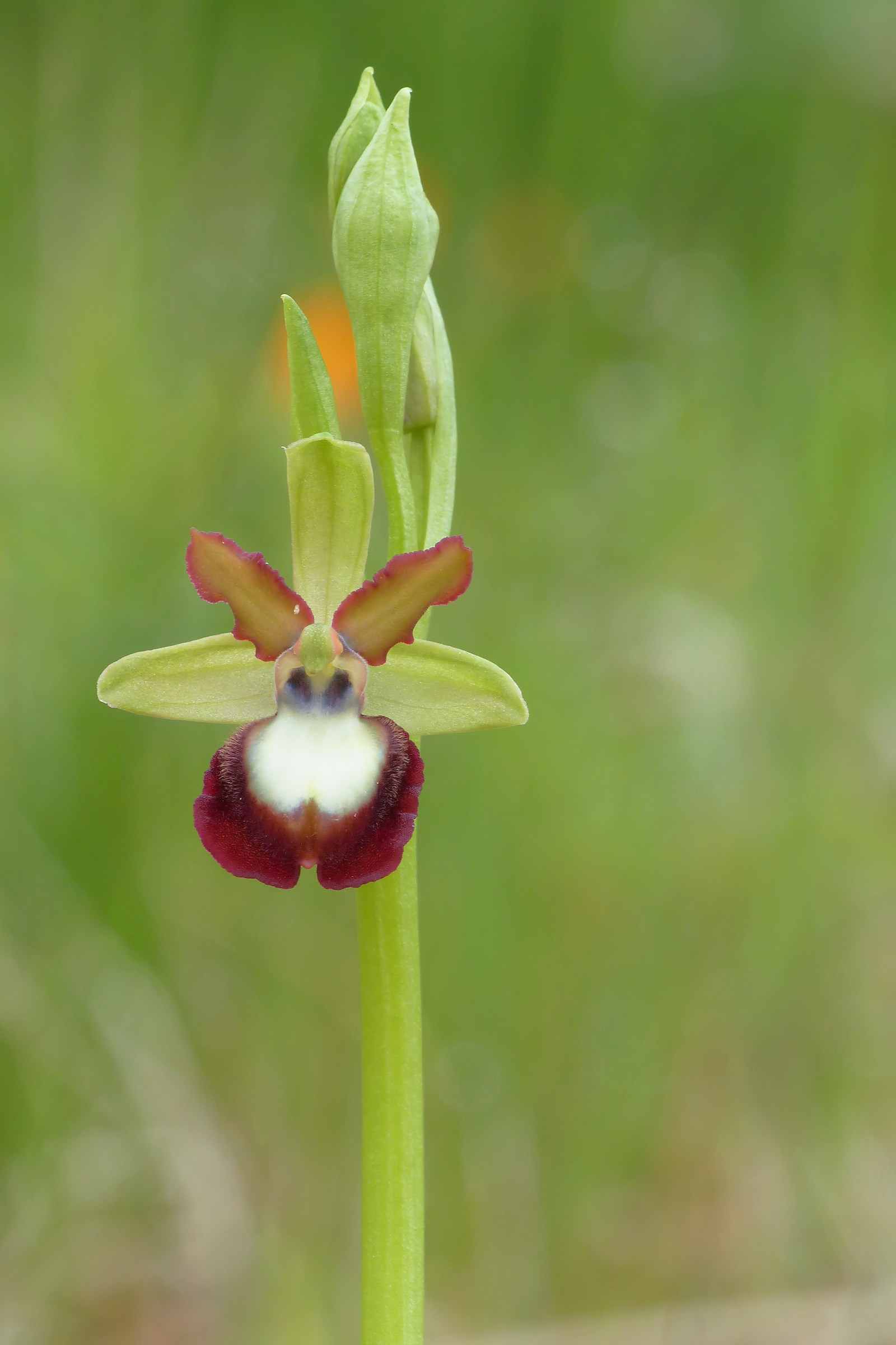 Ophrys garganica