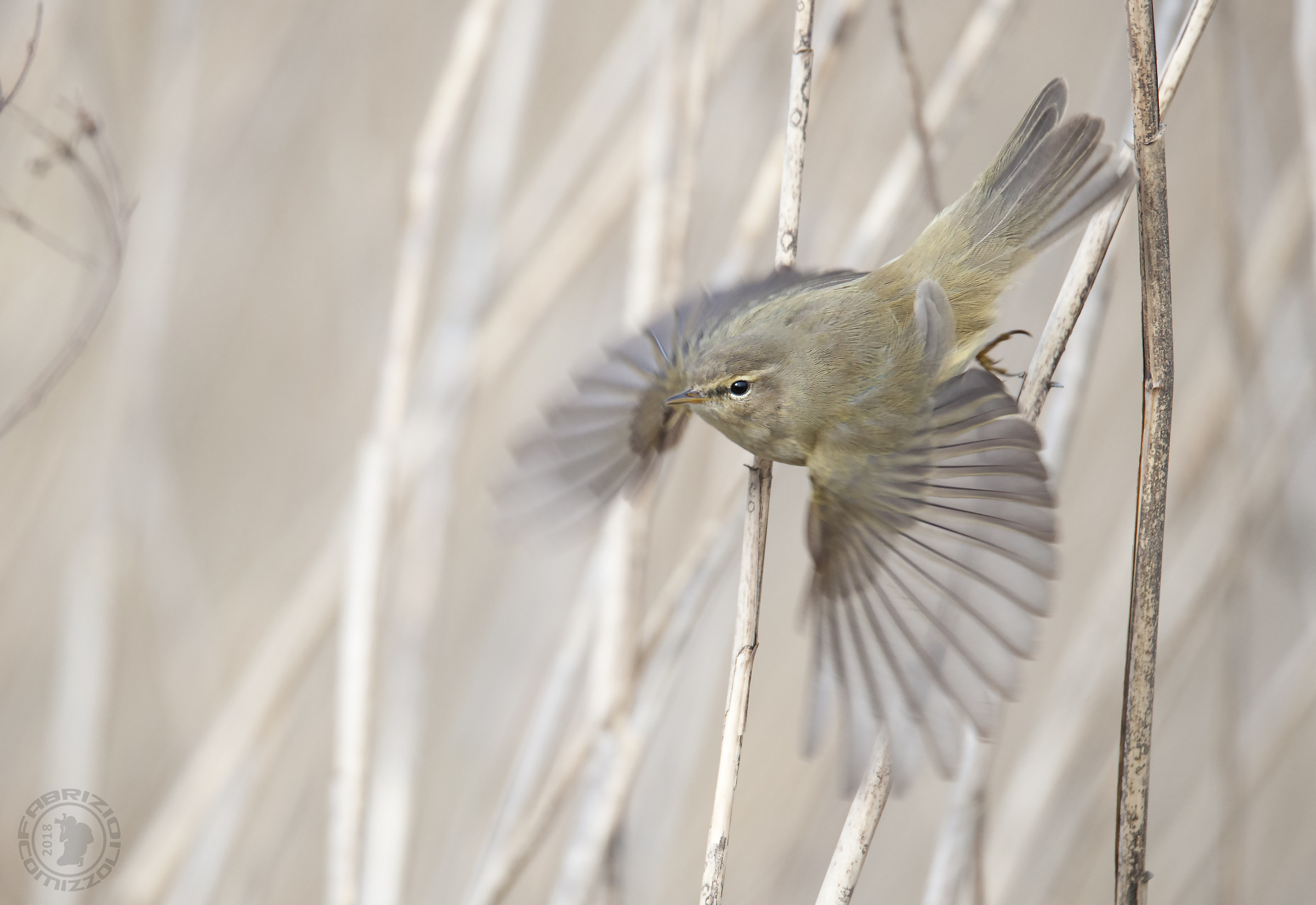 Luì piccolo - Phylloscopus collybita