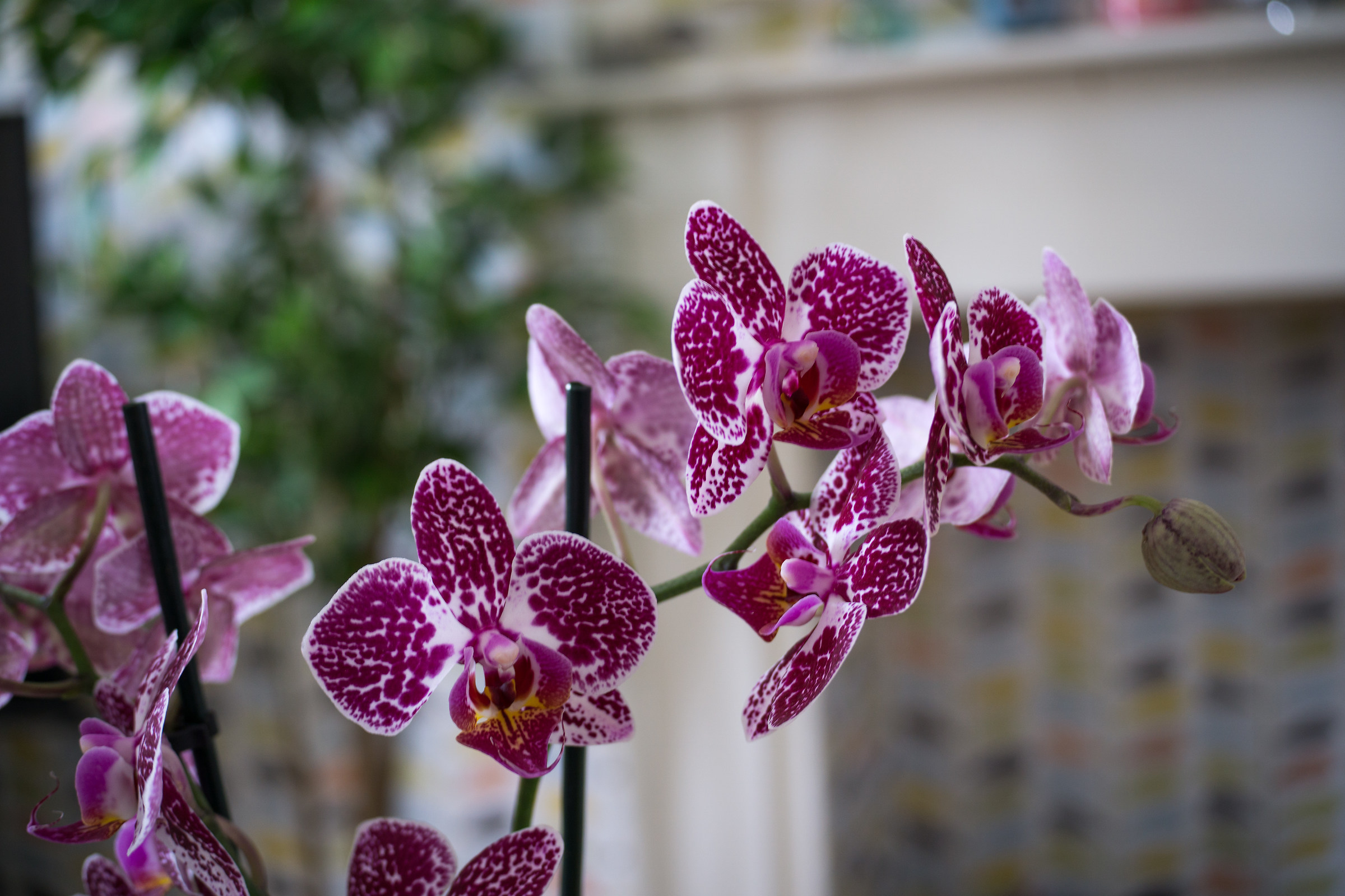 Trying new cheap lens