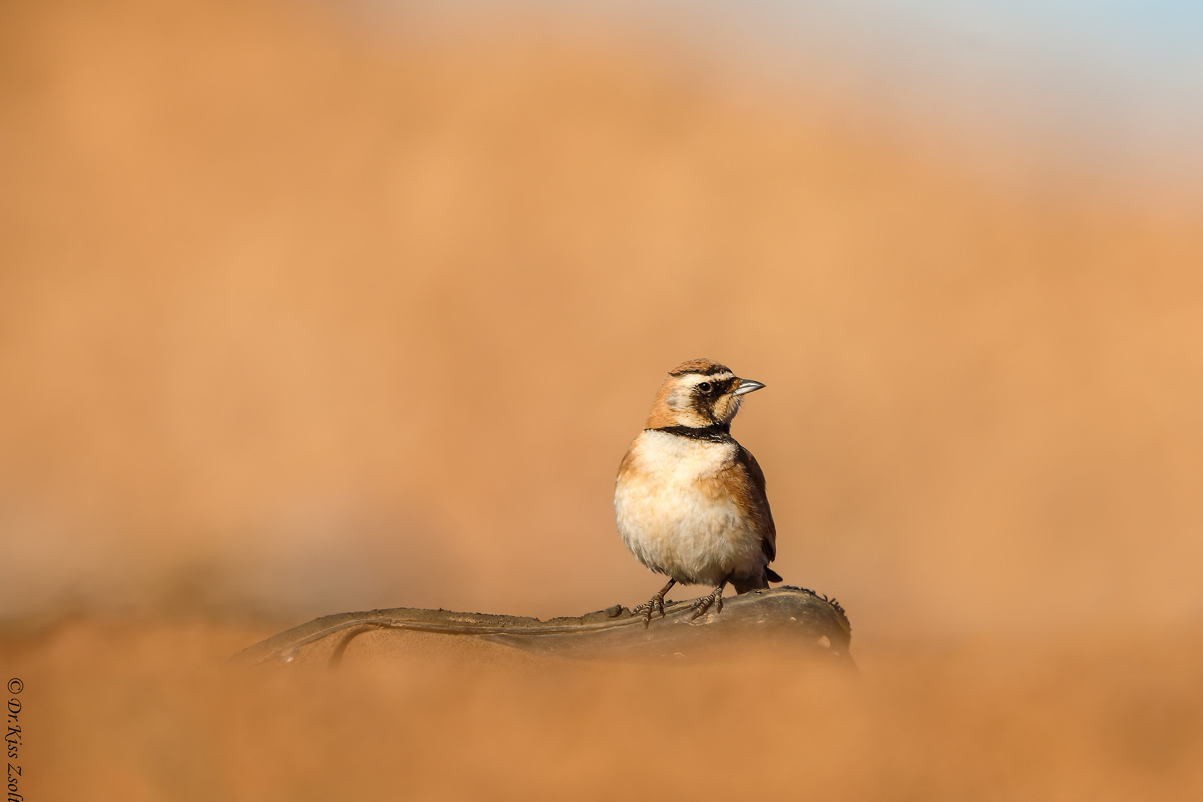 Lark on a discarded shoe