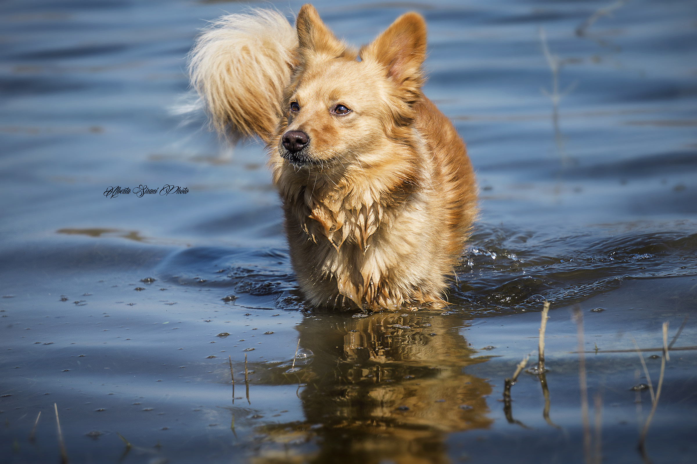Dog and lake