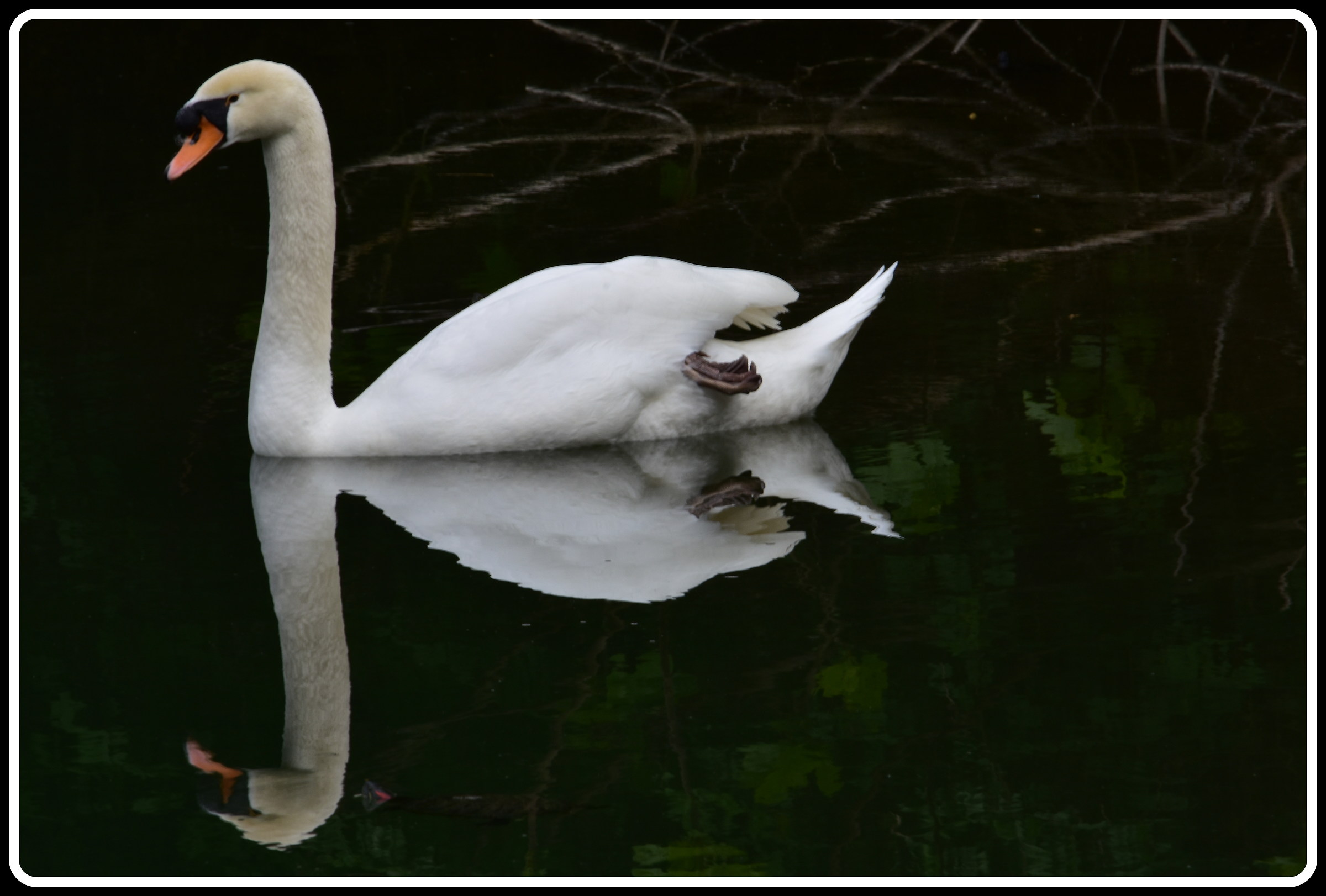 Elegance on the water