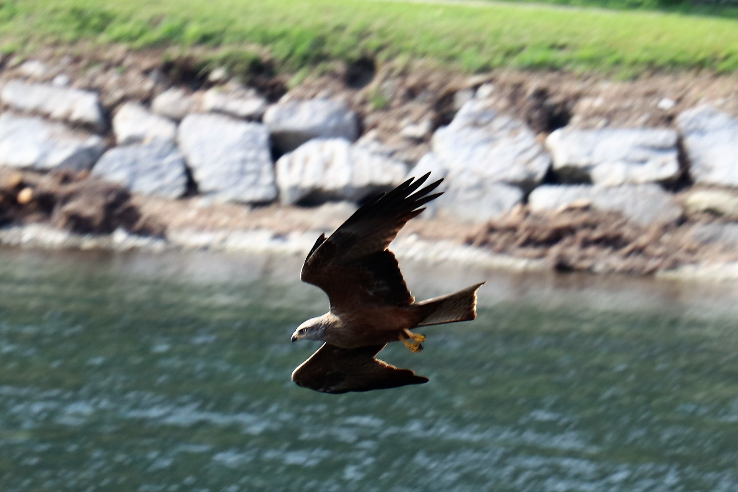 nibbio bruno scatto del 16-03-2018