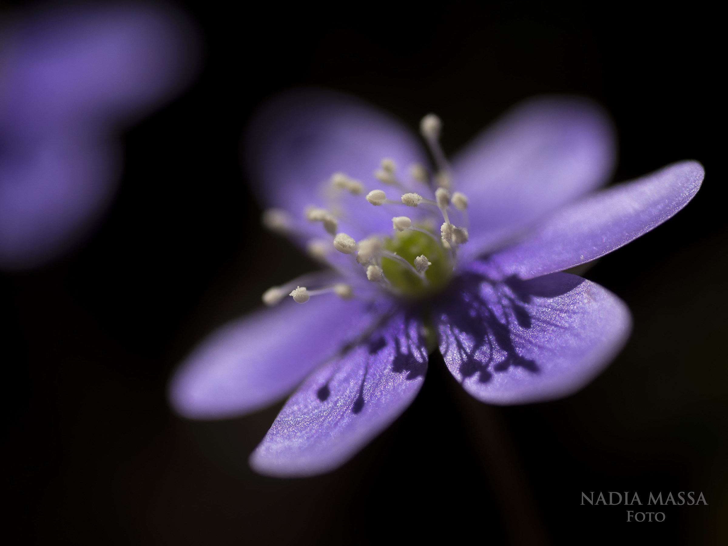 Hepatica Nobilis