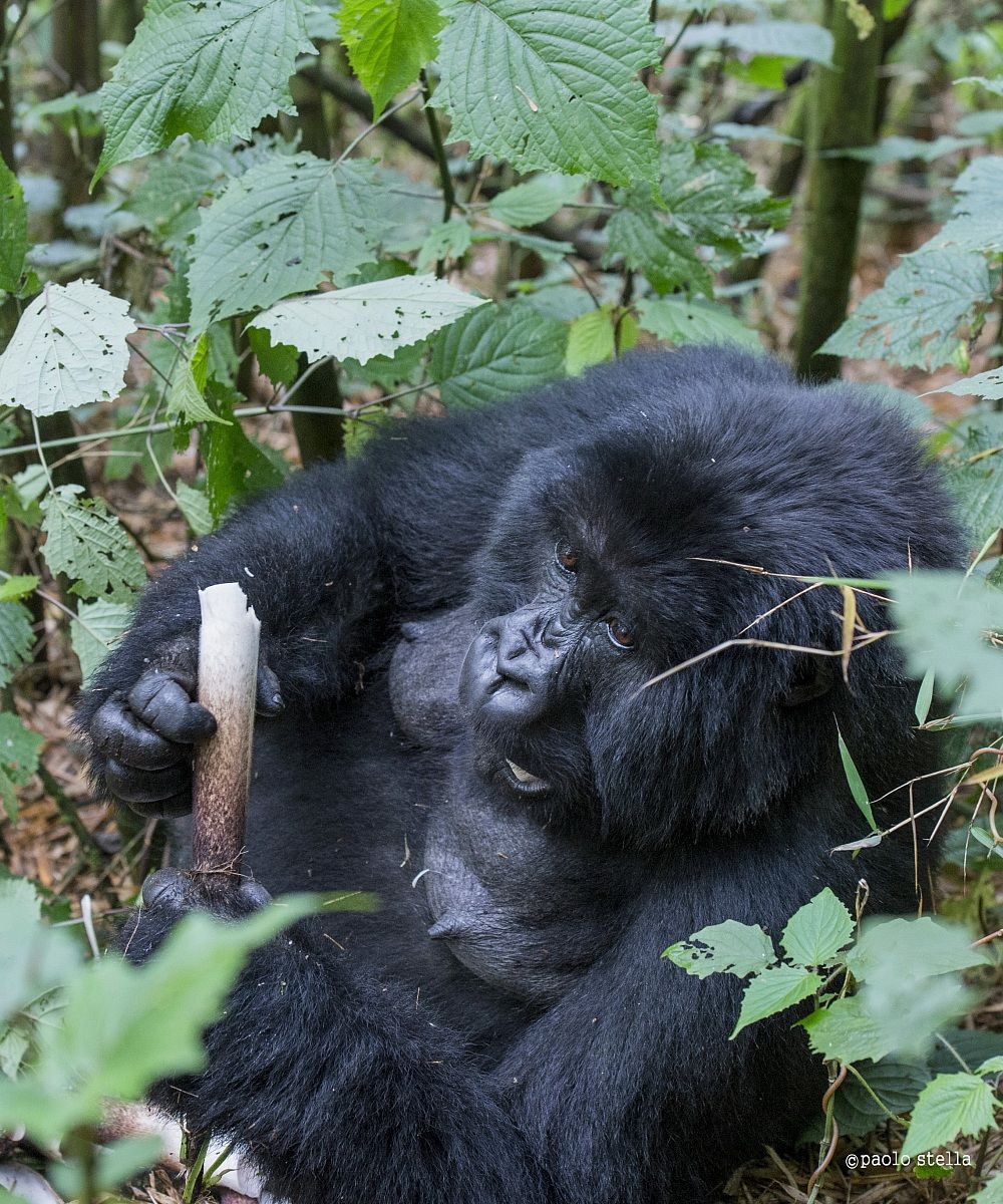 desperate housewife??