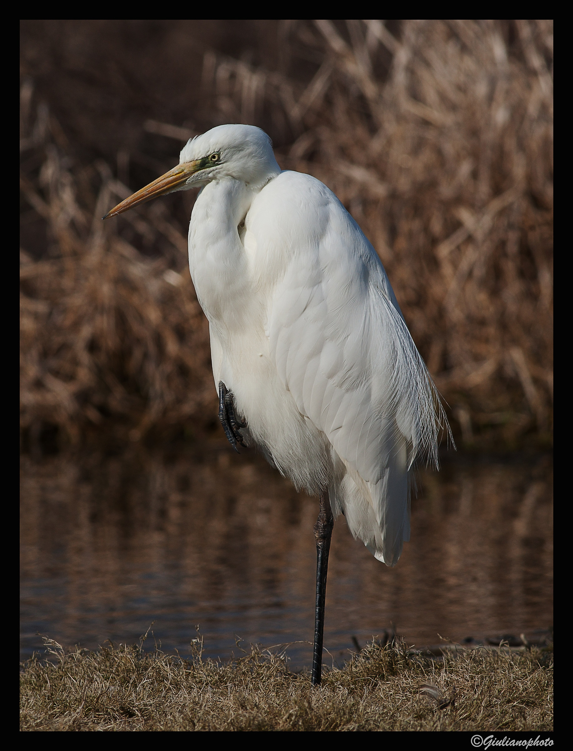 White heron
