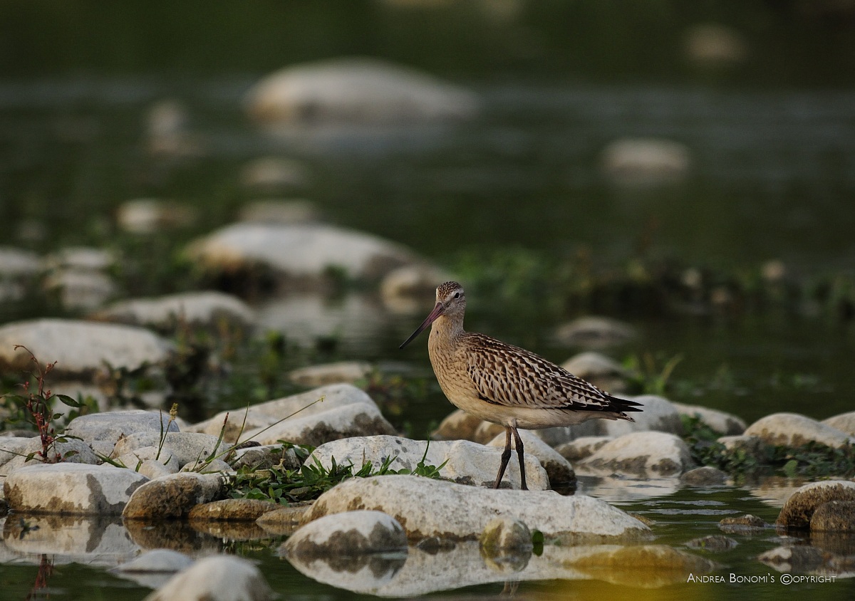 Bar-tailed Godwit