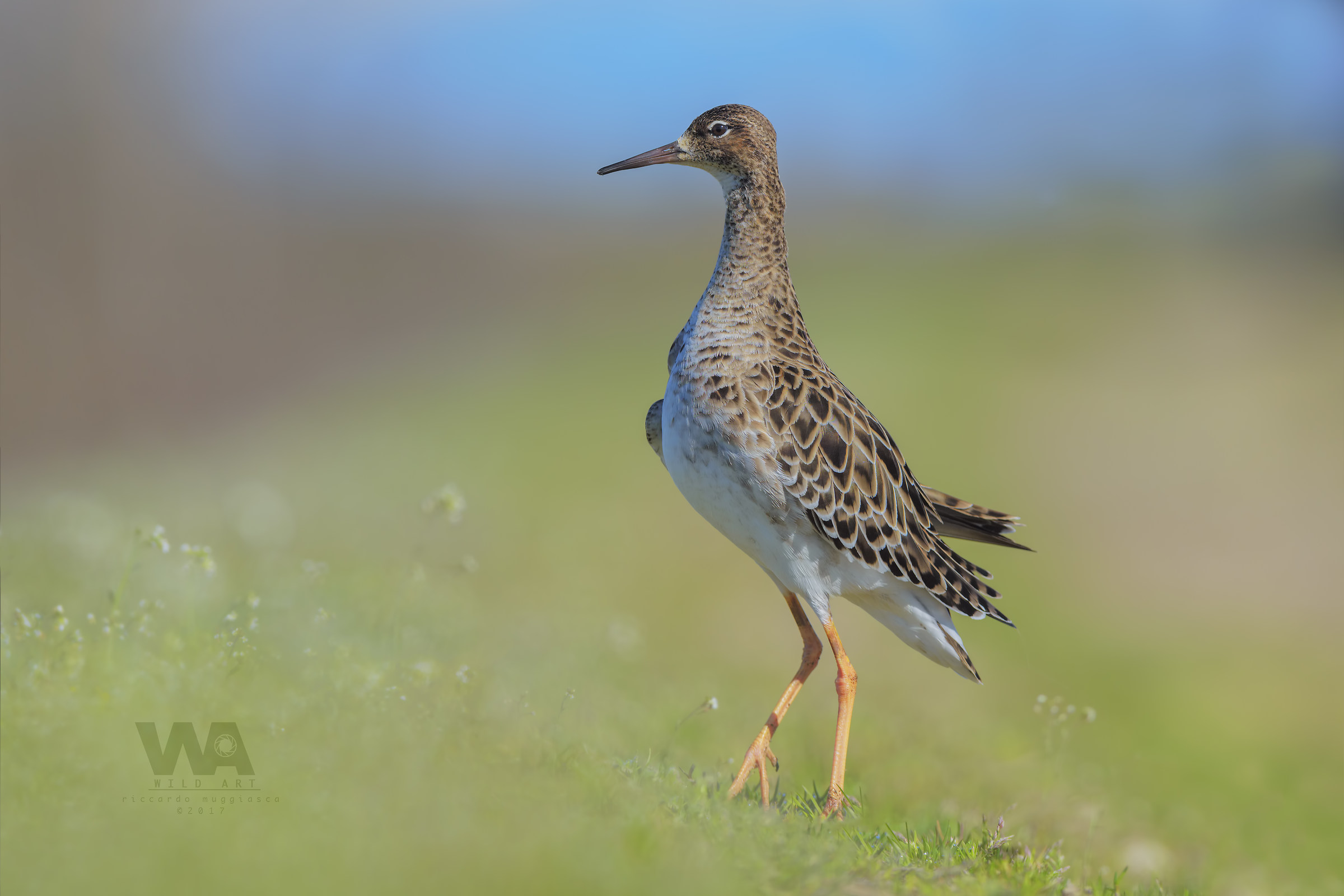 Immerso nello sfocato