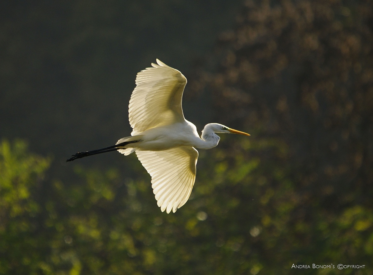 Great Egret