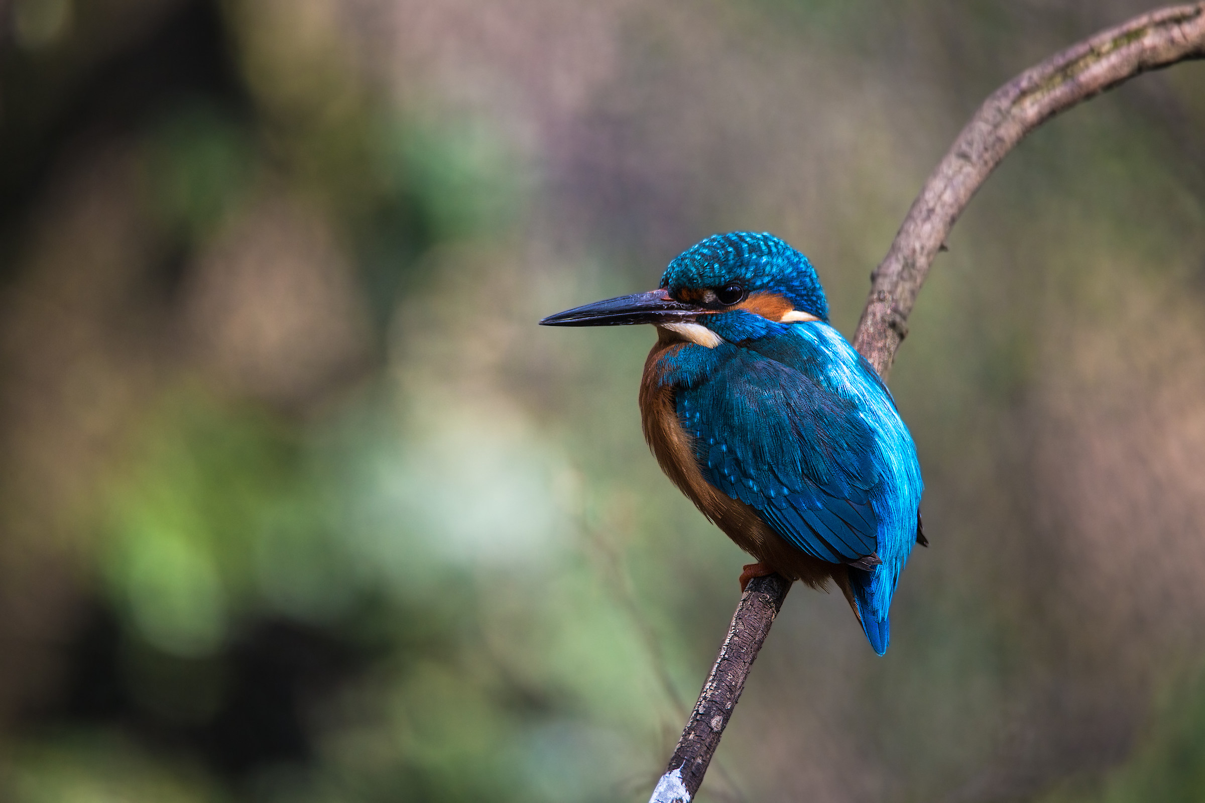 Kingfisher