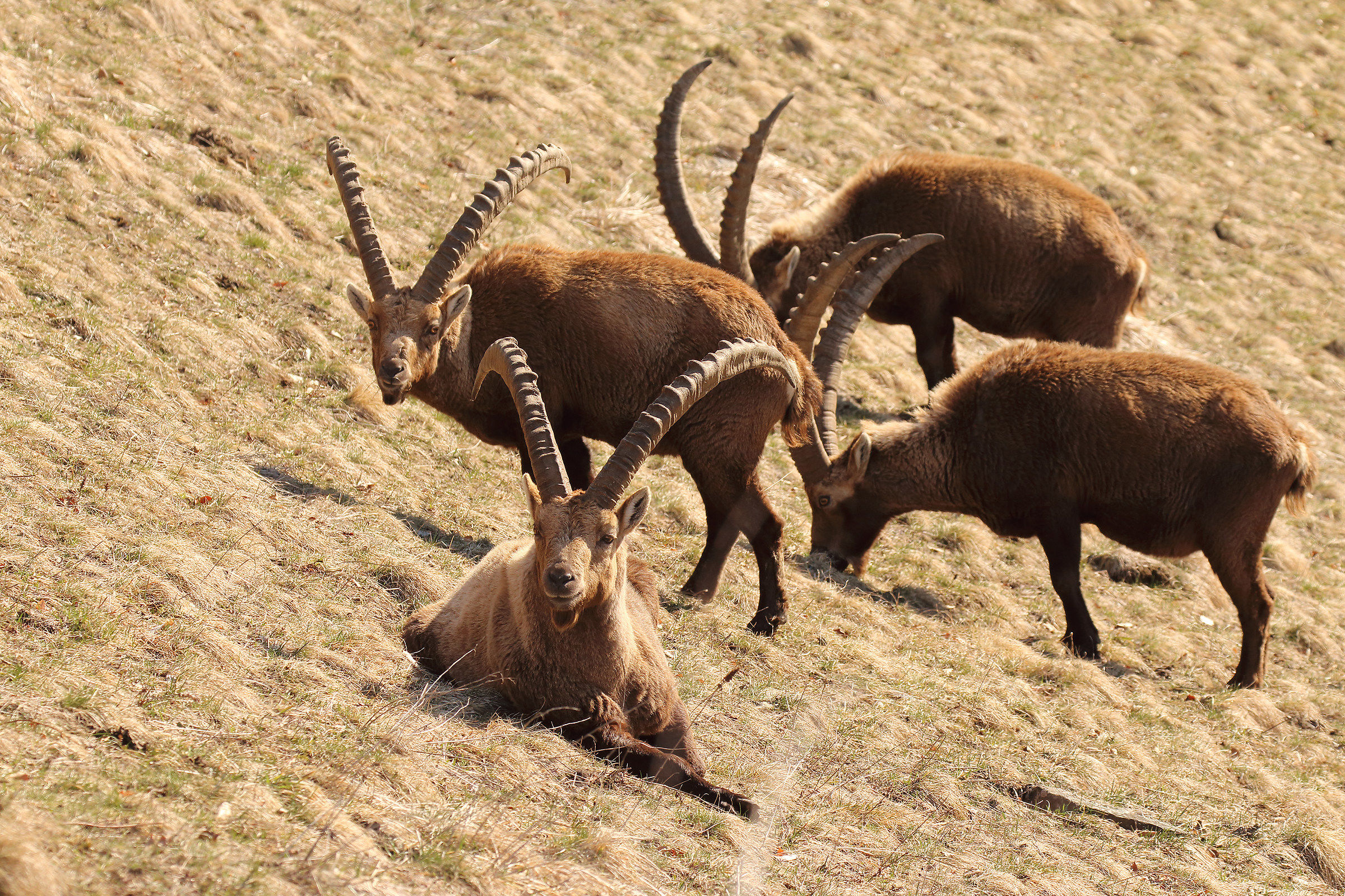 stambecchi a Maslana