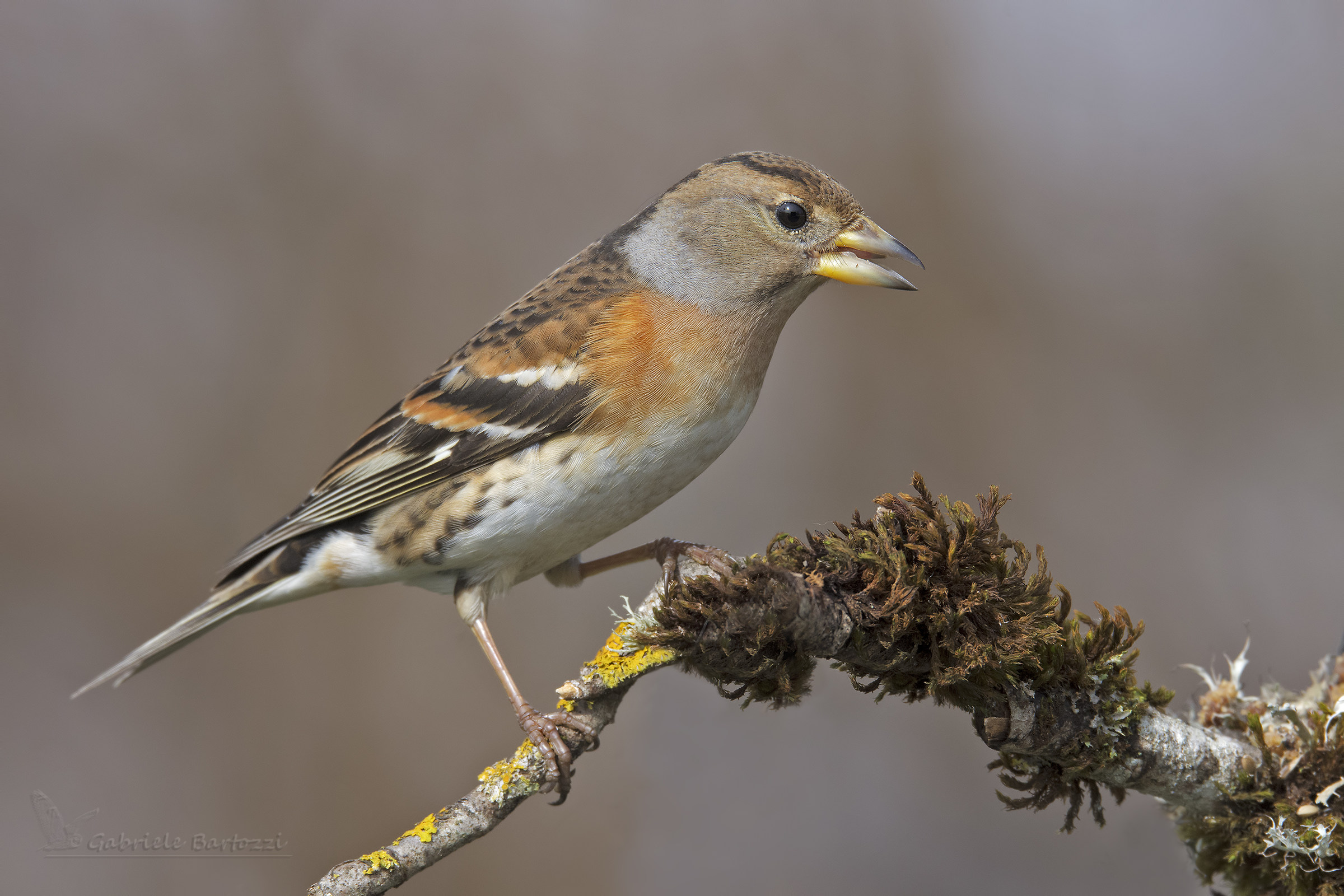 Brambling