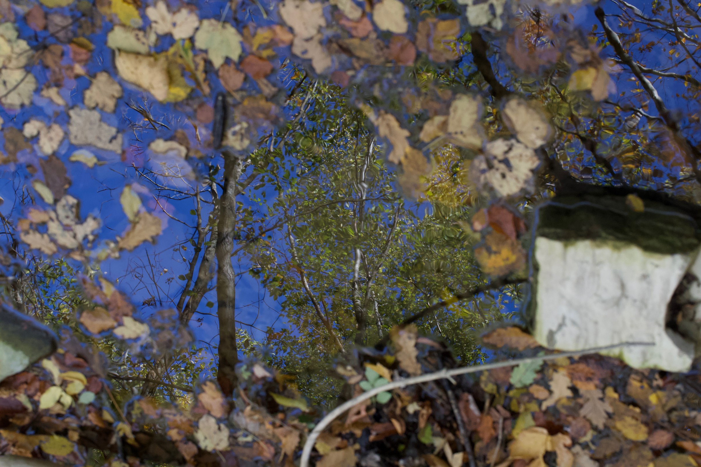 Riflessi nel Ruscello