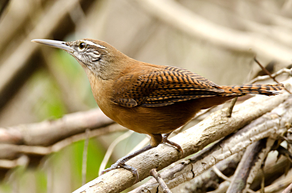 Garrinchão-de-bico-large