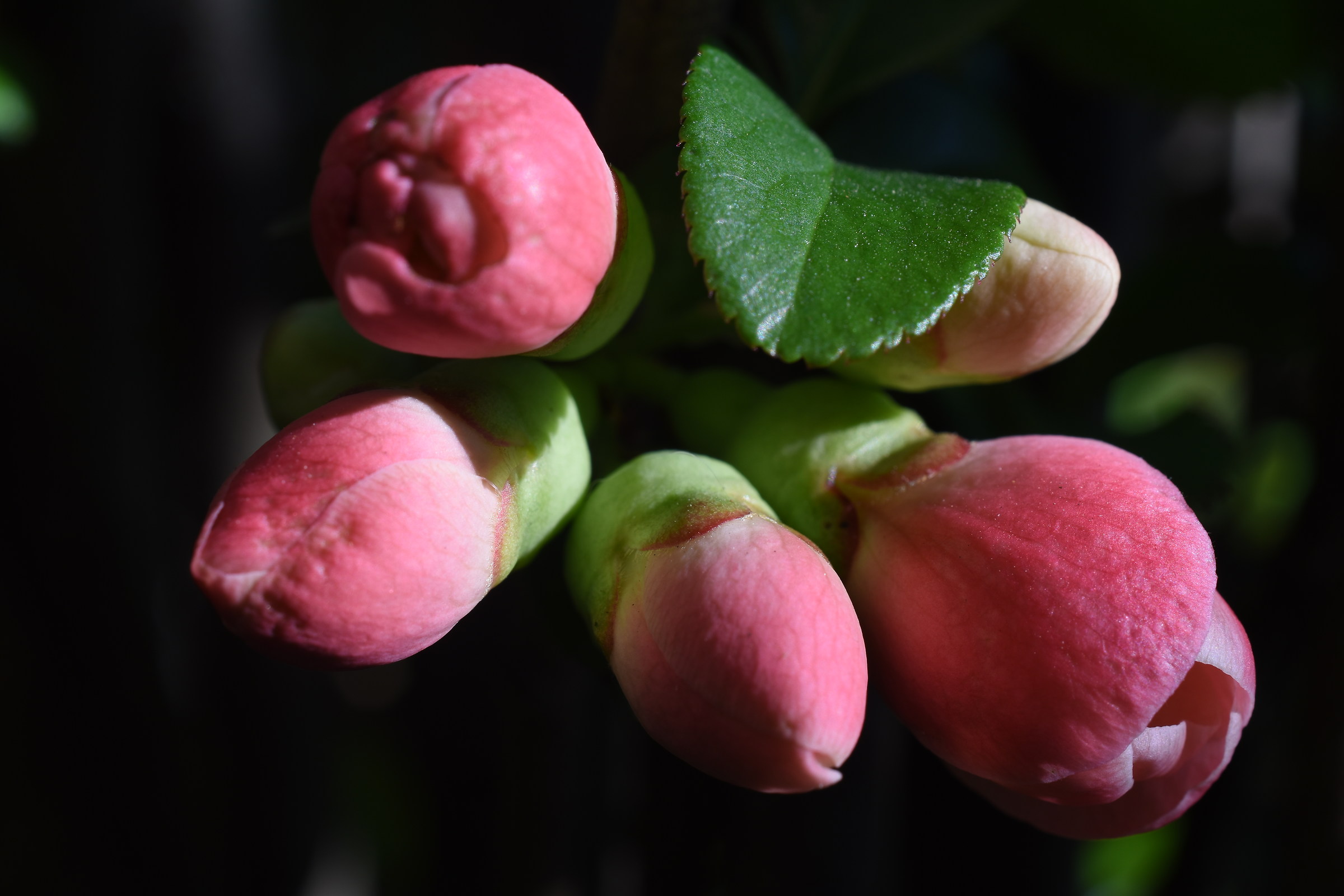 Japanese quince