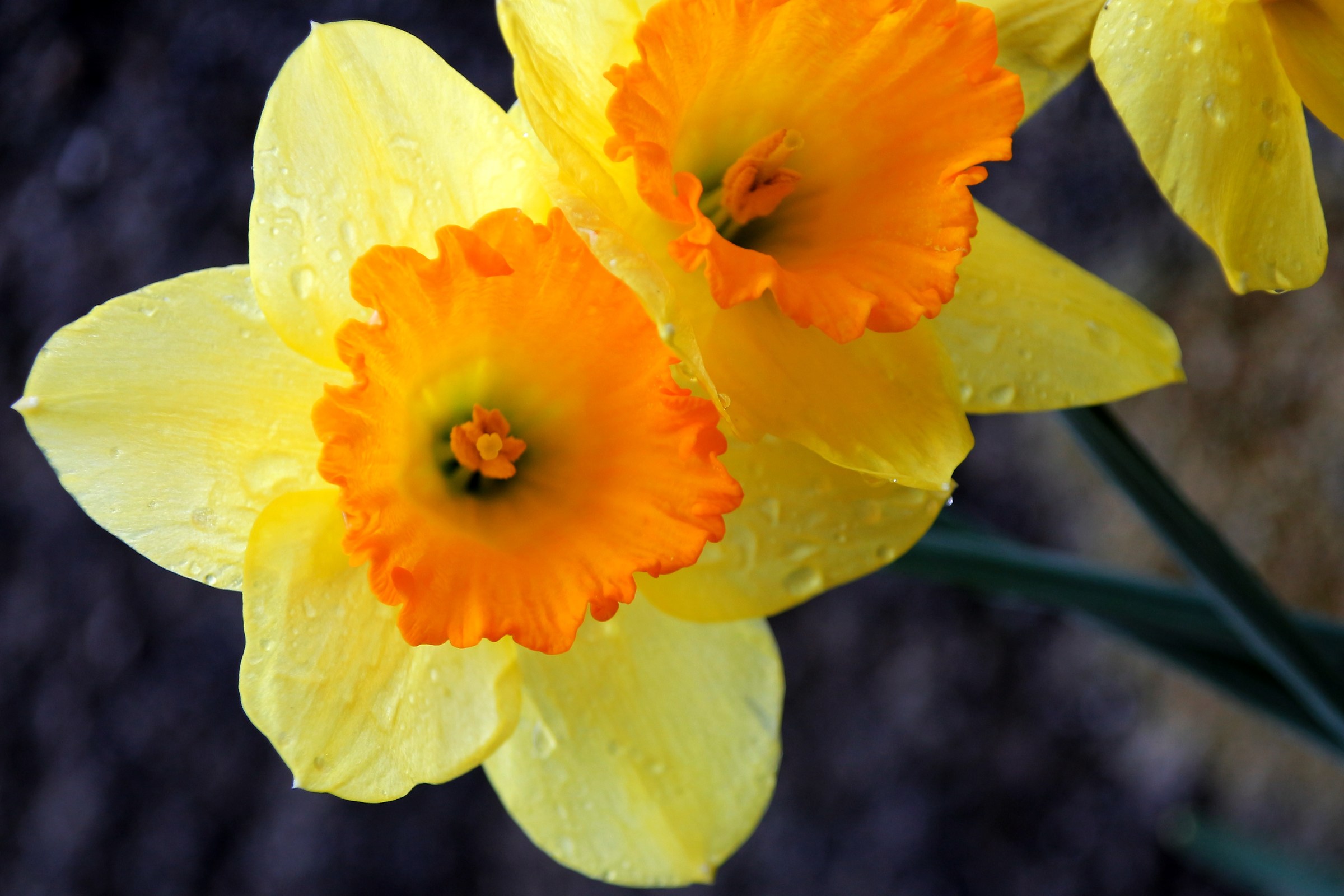 daffodils in the rain