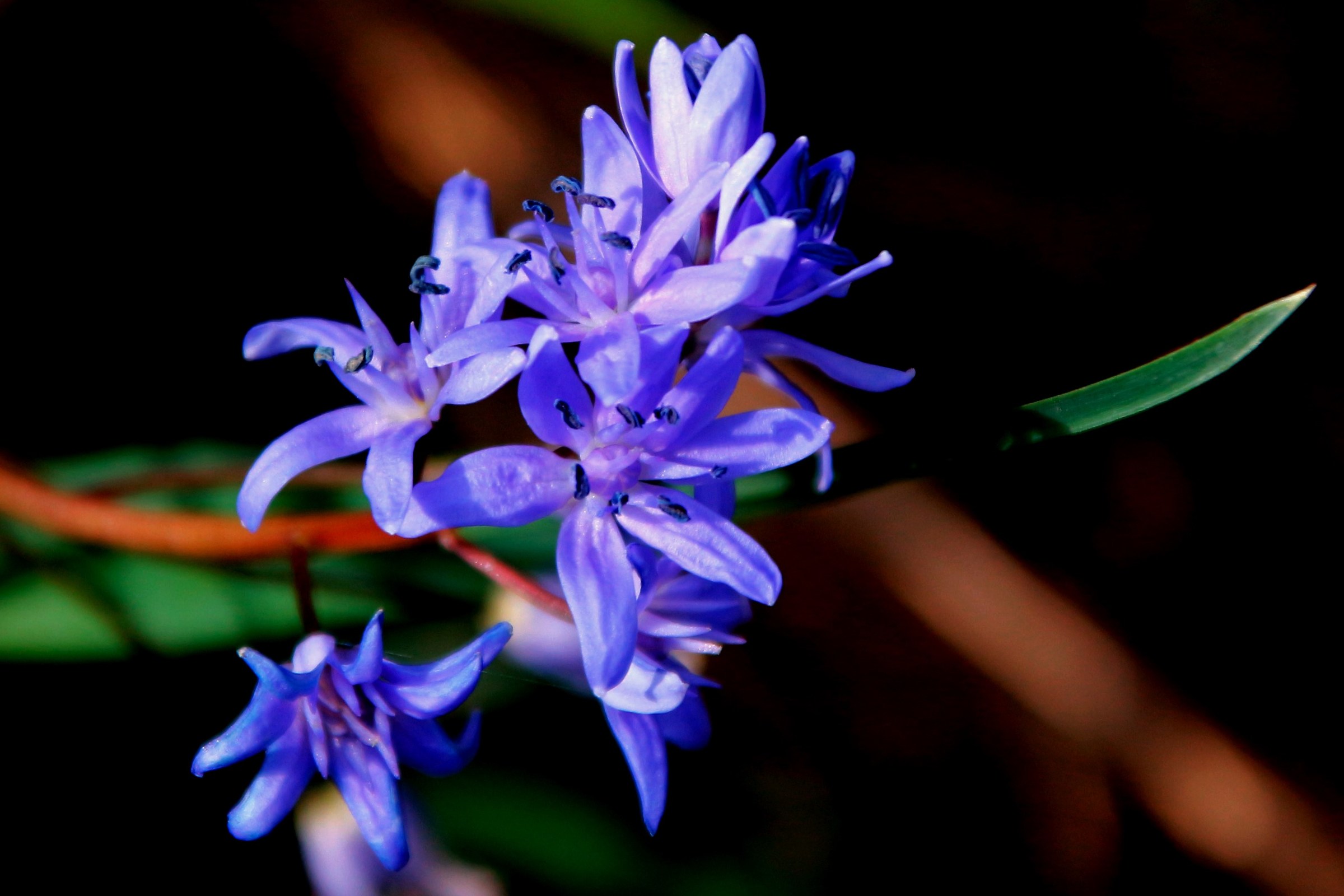 fiori blu lungo l'Adda