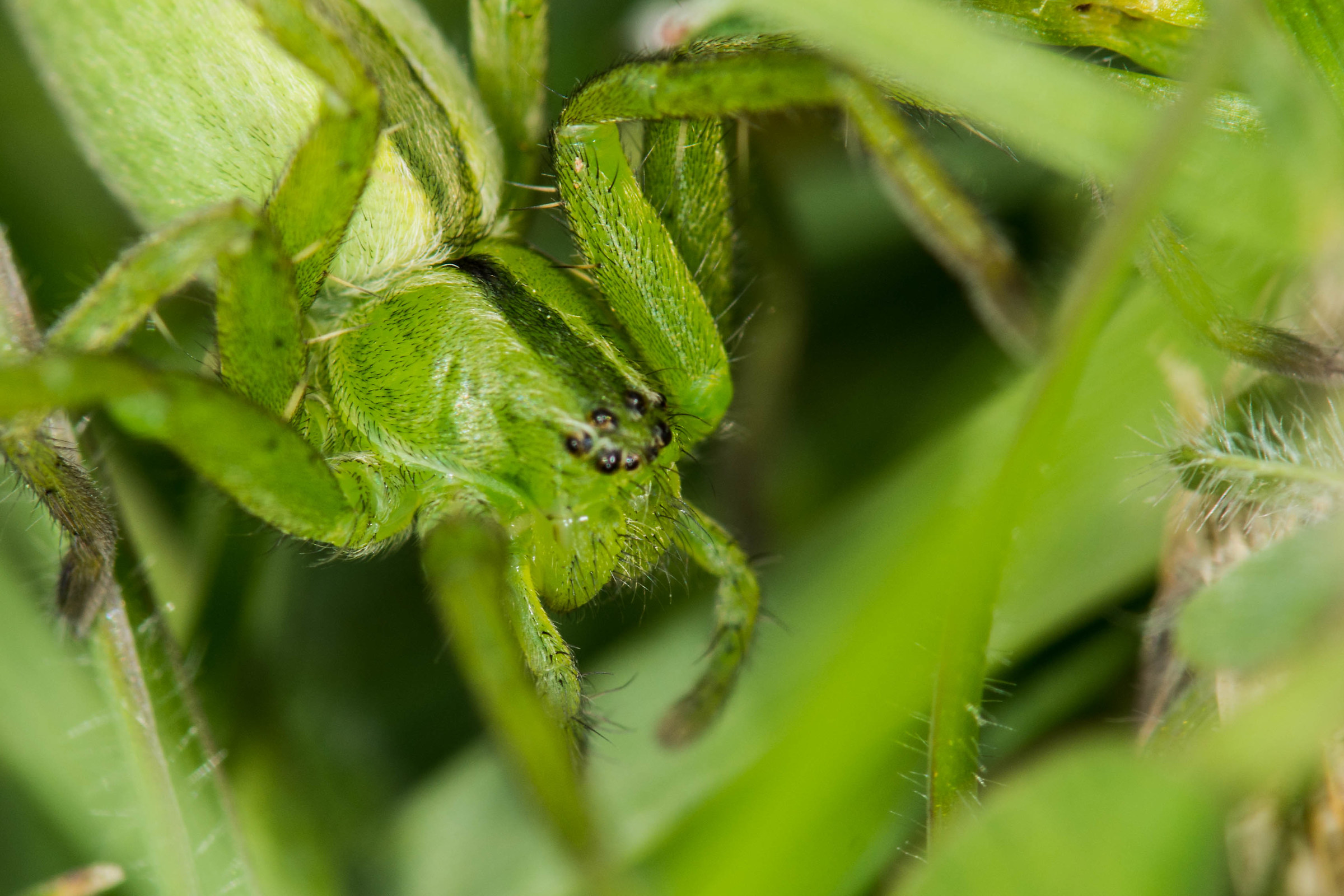 Microregata ligurina