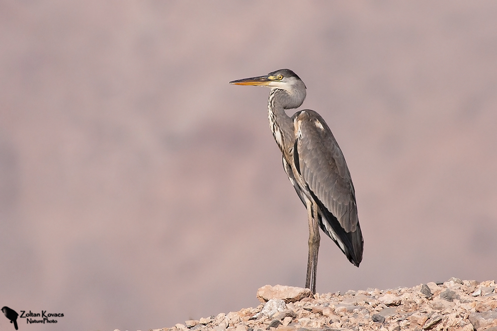 Airone cenerino (Ardea cinerea)