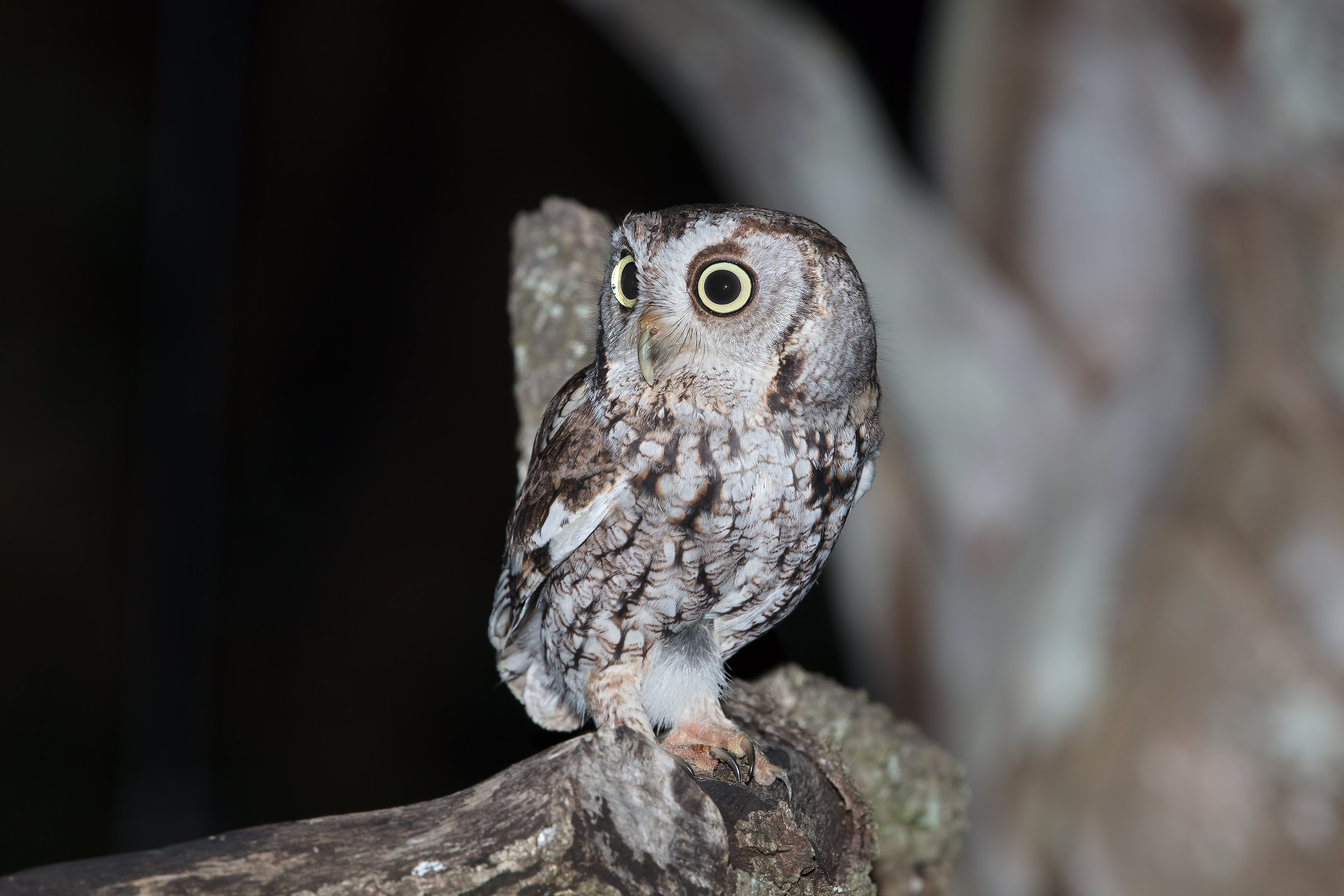 Screech Owl