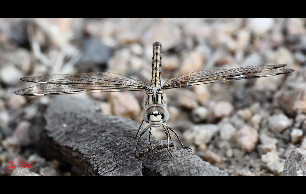 Brachythemis Impartita (femmina)