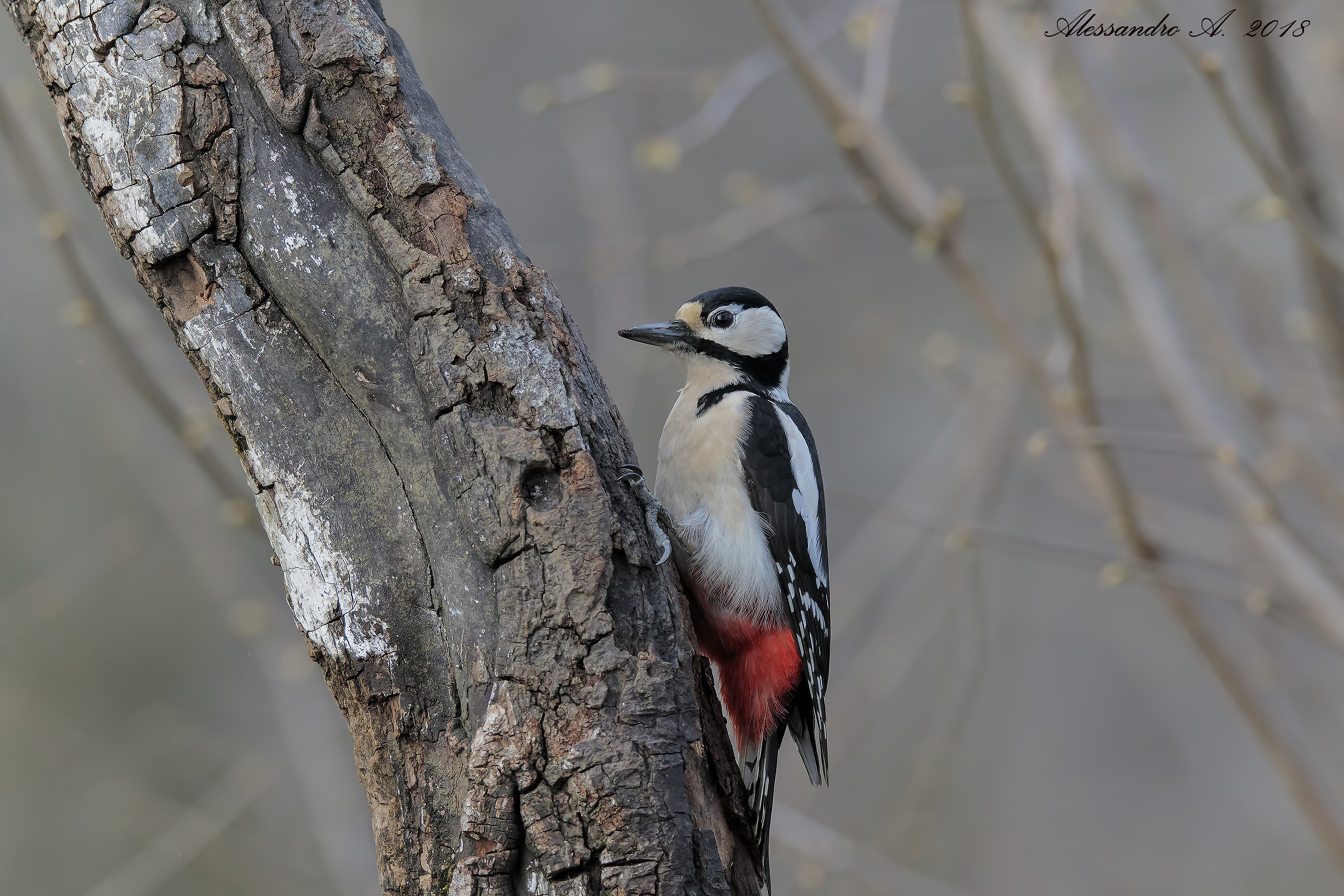 Picchio rosso maggiore femmina