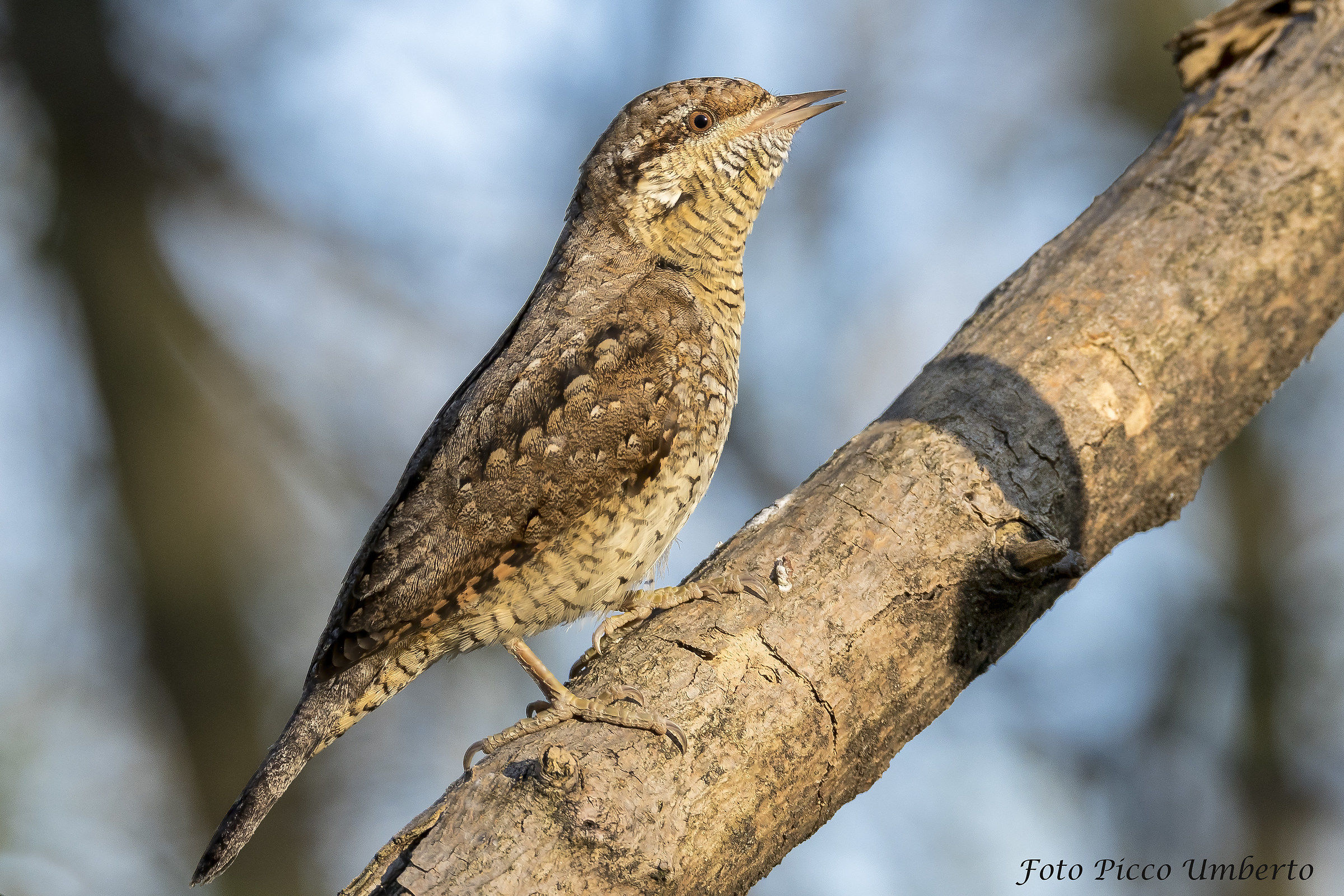 il canto del torcicollo