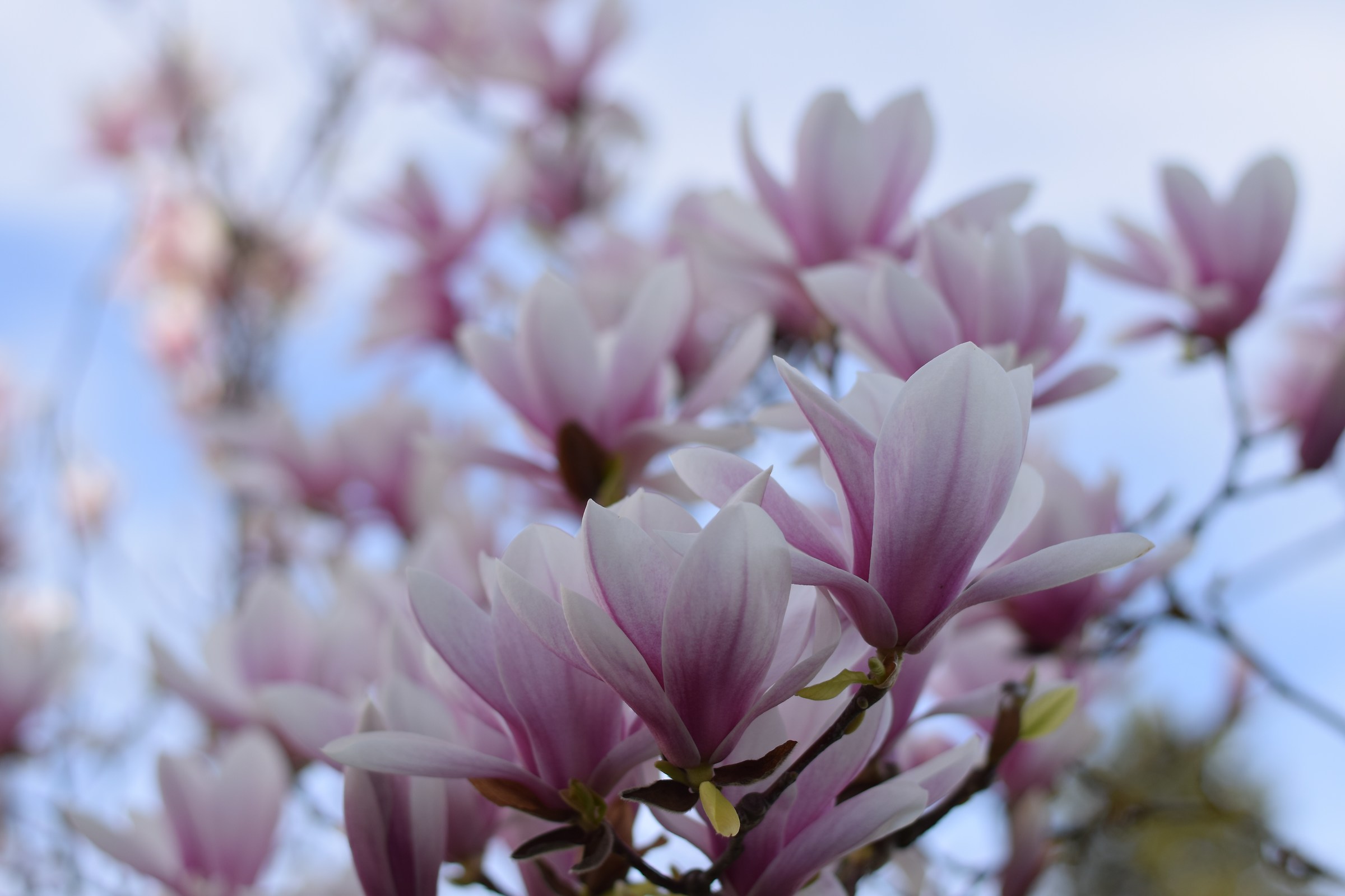 Magnolia in bloom