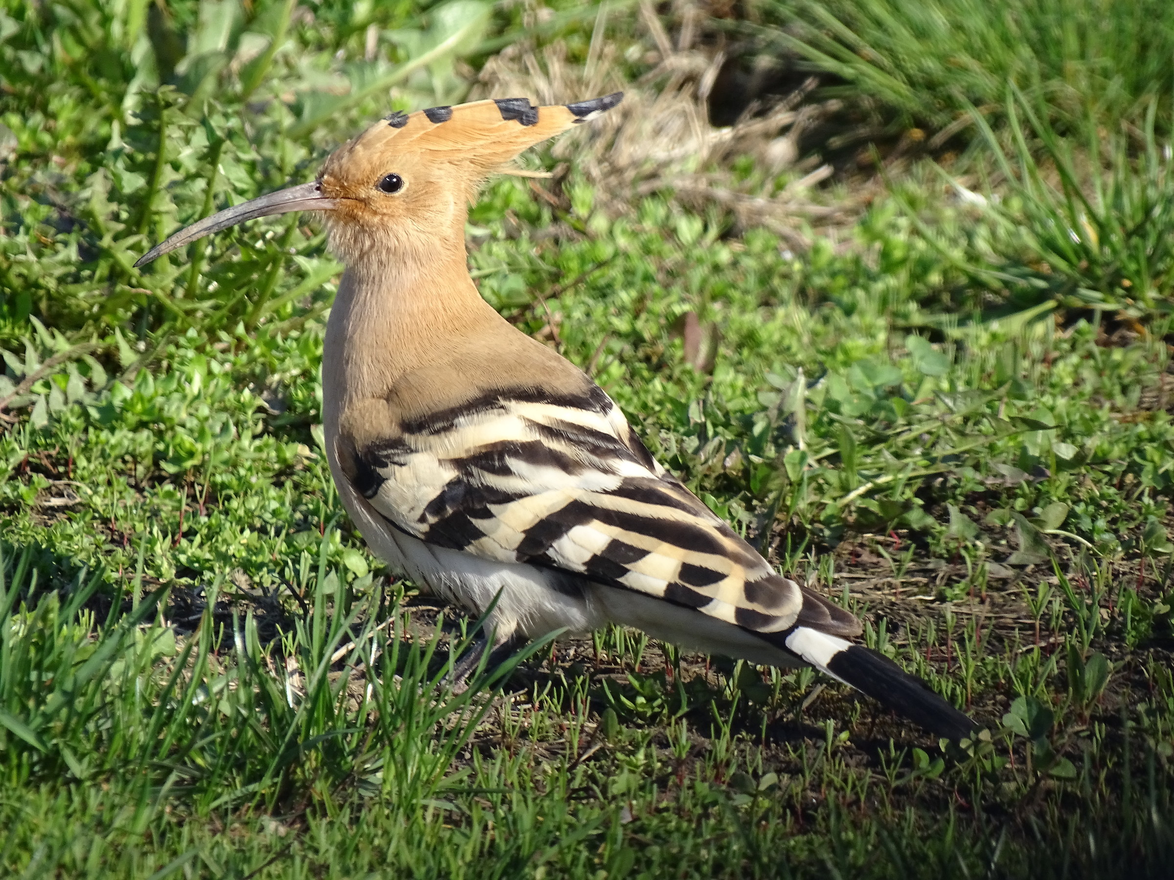 Arrived!  Hoopoe (Upupa epops)