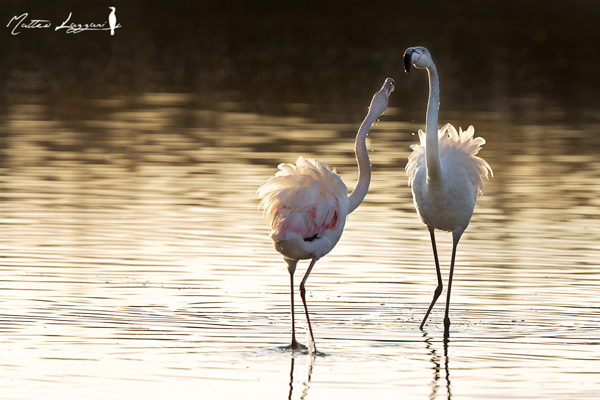 Preparativi al corteggiamento