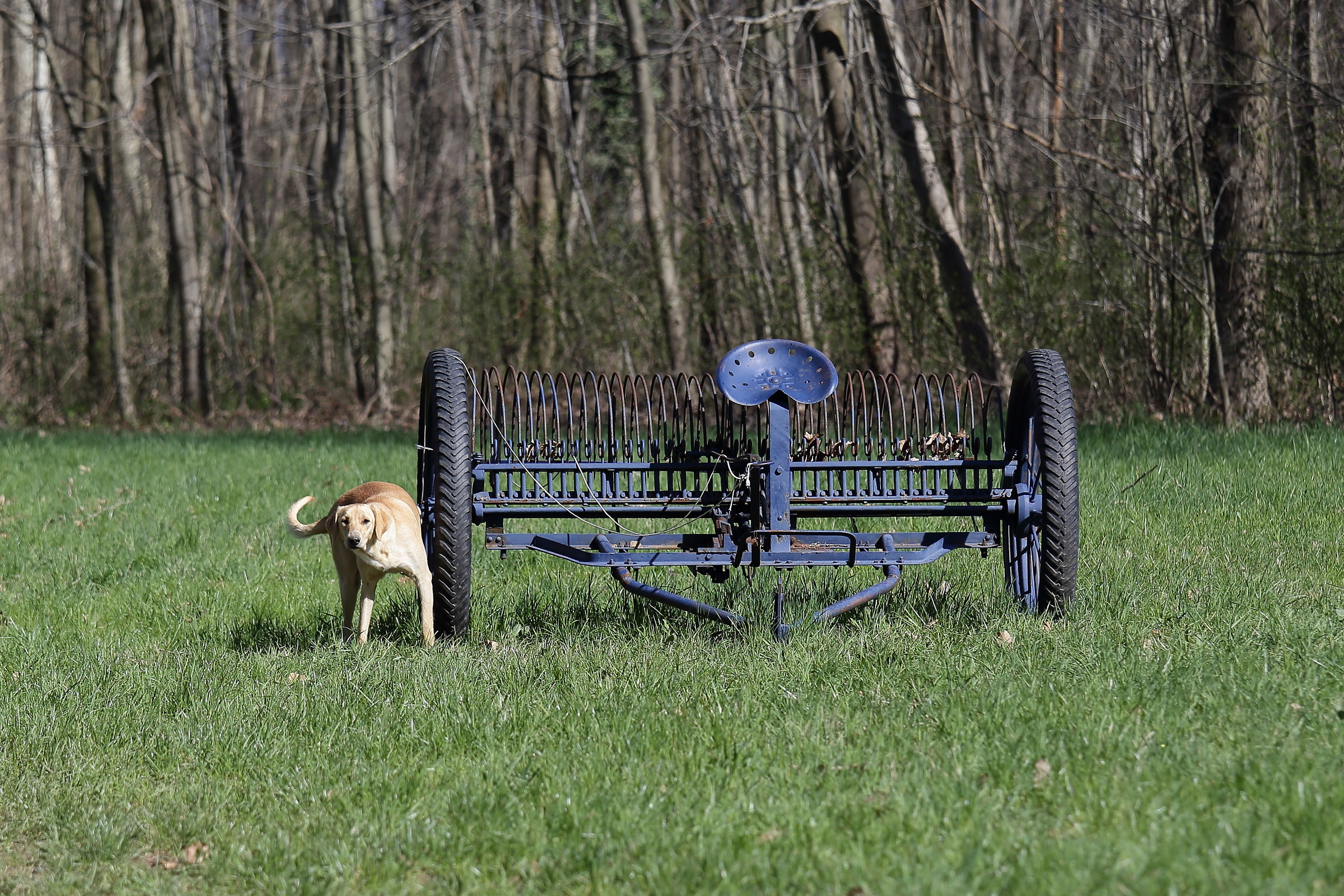 Semi-stray Luddite dog