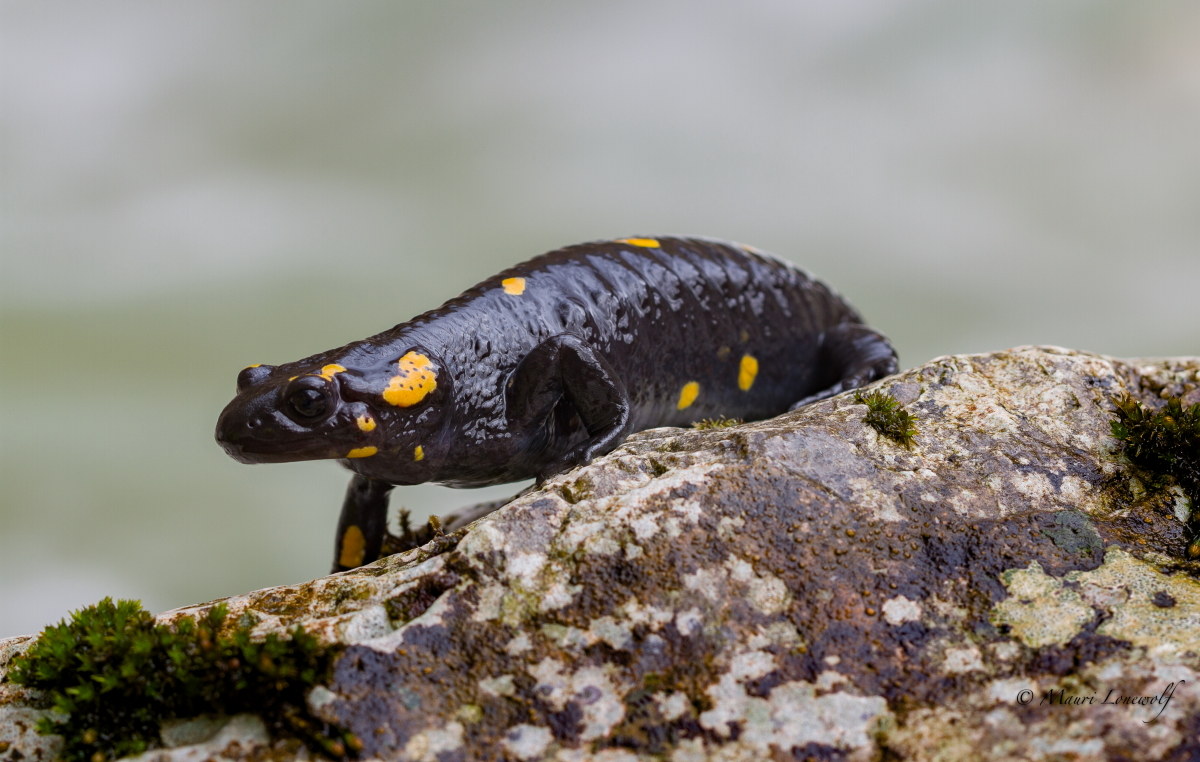 Salamandra