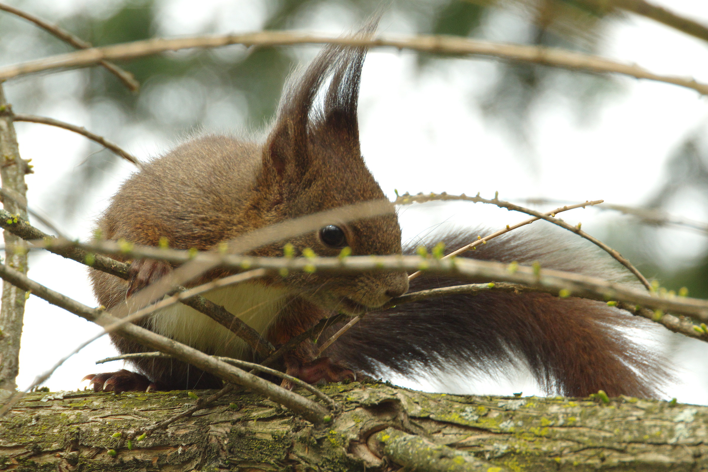 Who knows if he sees me?