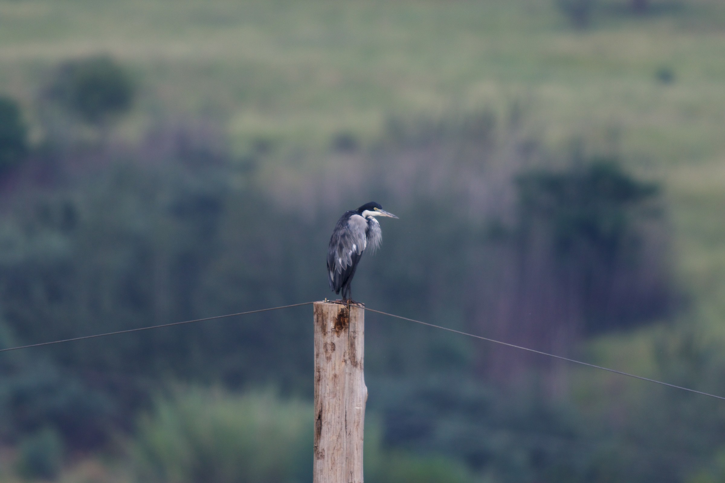 black headed Heron