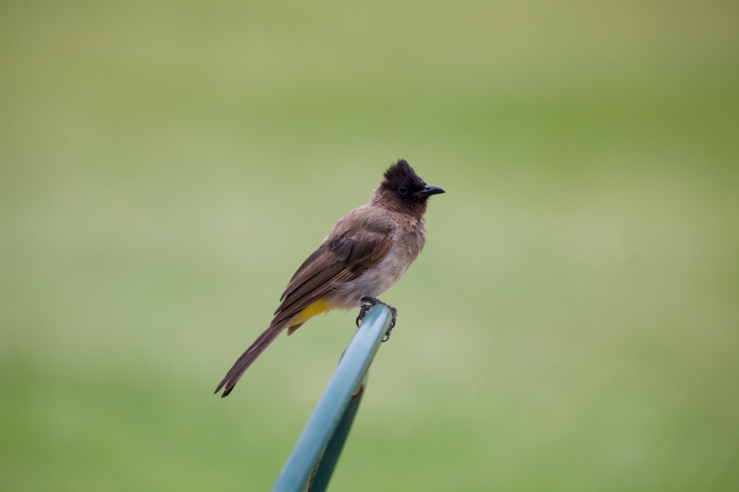 Dark capped Bulbul