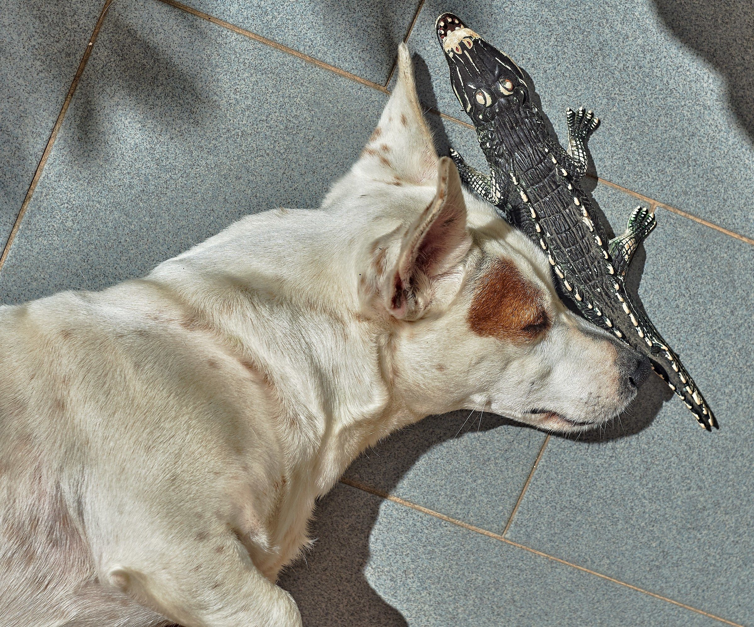 Neo e il coccodrillo