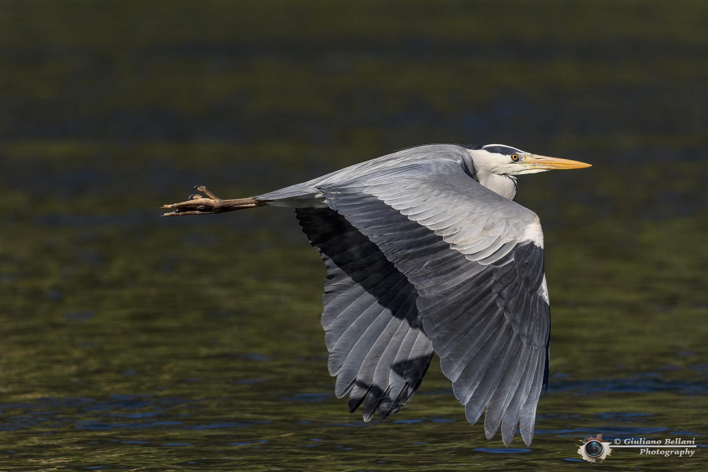 Il primo cenerino della nuova stagione