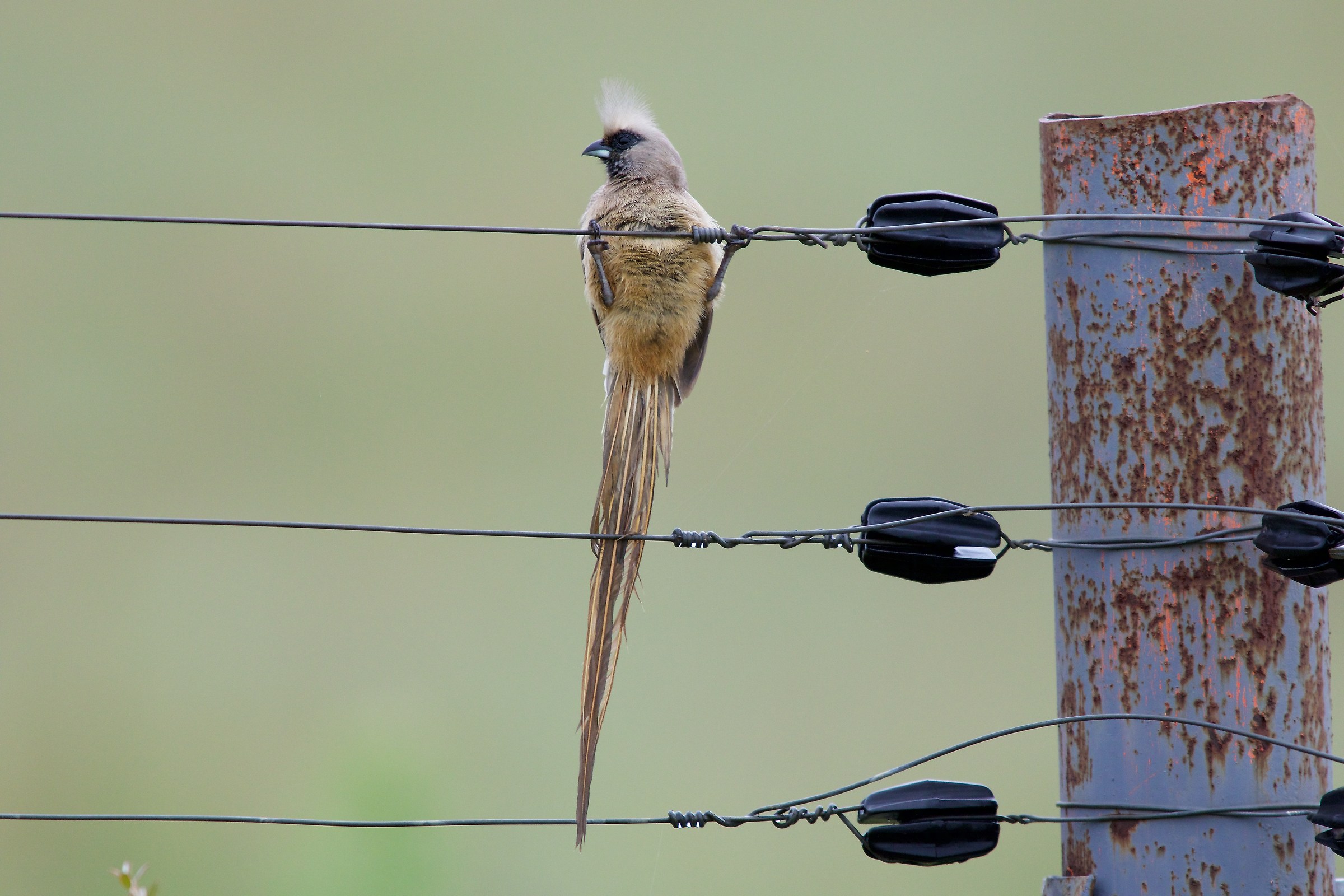 Speckled Mousebird