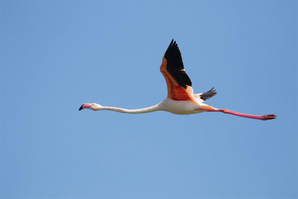 e Fenicottero fù ....