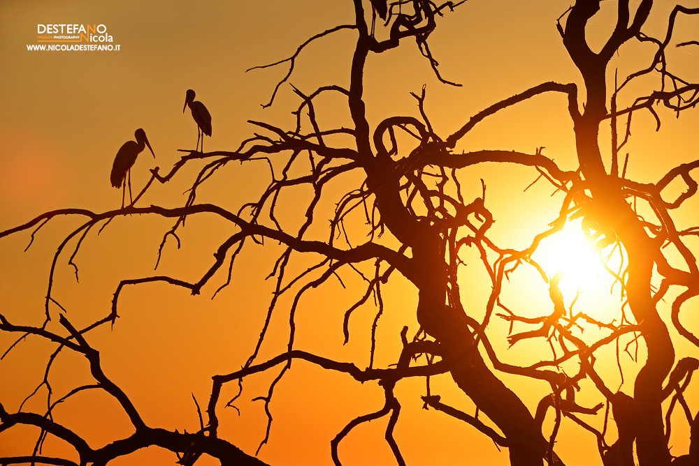 Yellow-billed storks at sunset