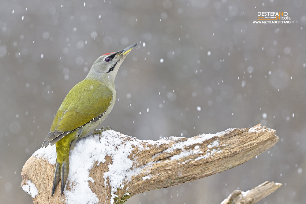 Gray-headed woodpecker